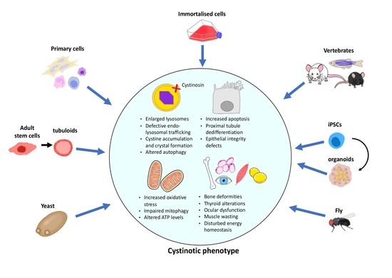 Cells Free Full-Text In Vitro and In Vivo Models to Study Nephropathic Cystinosis