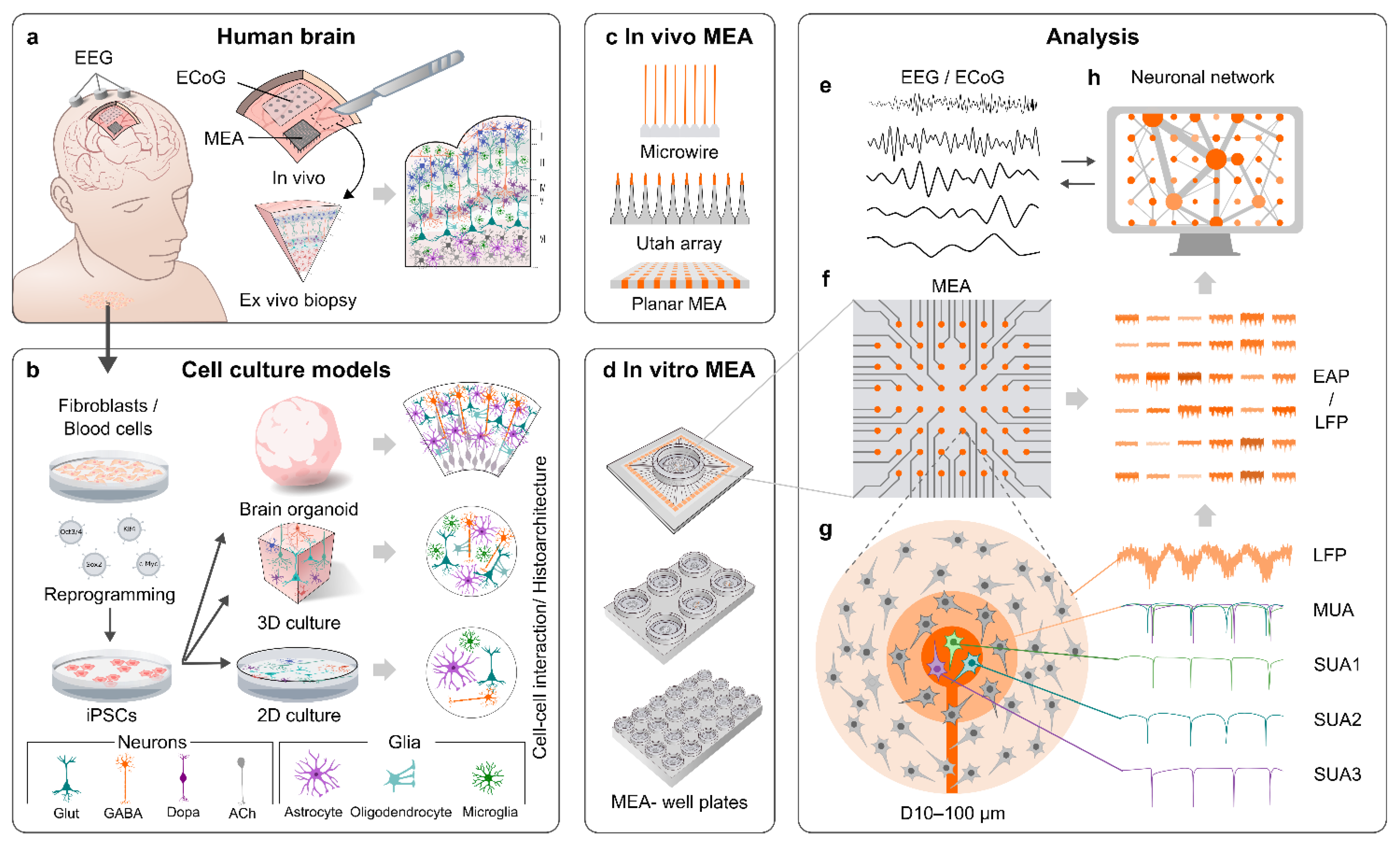 Cells | Free Full-Text | Functional Characterization of Human Pluripotent  Stem Cell-Derived Models of the Brain with Microelectrode Arrays