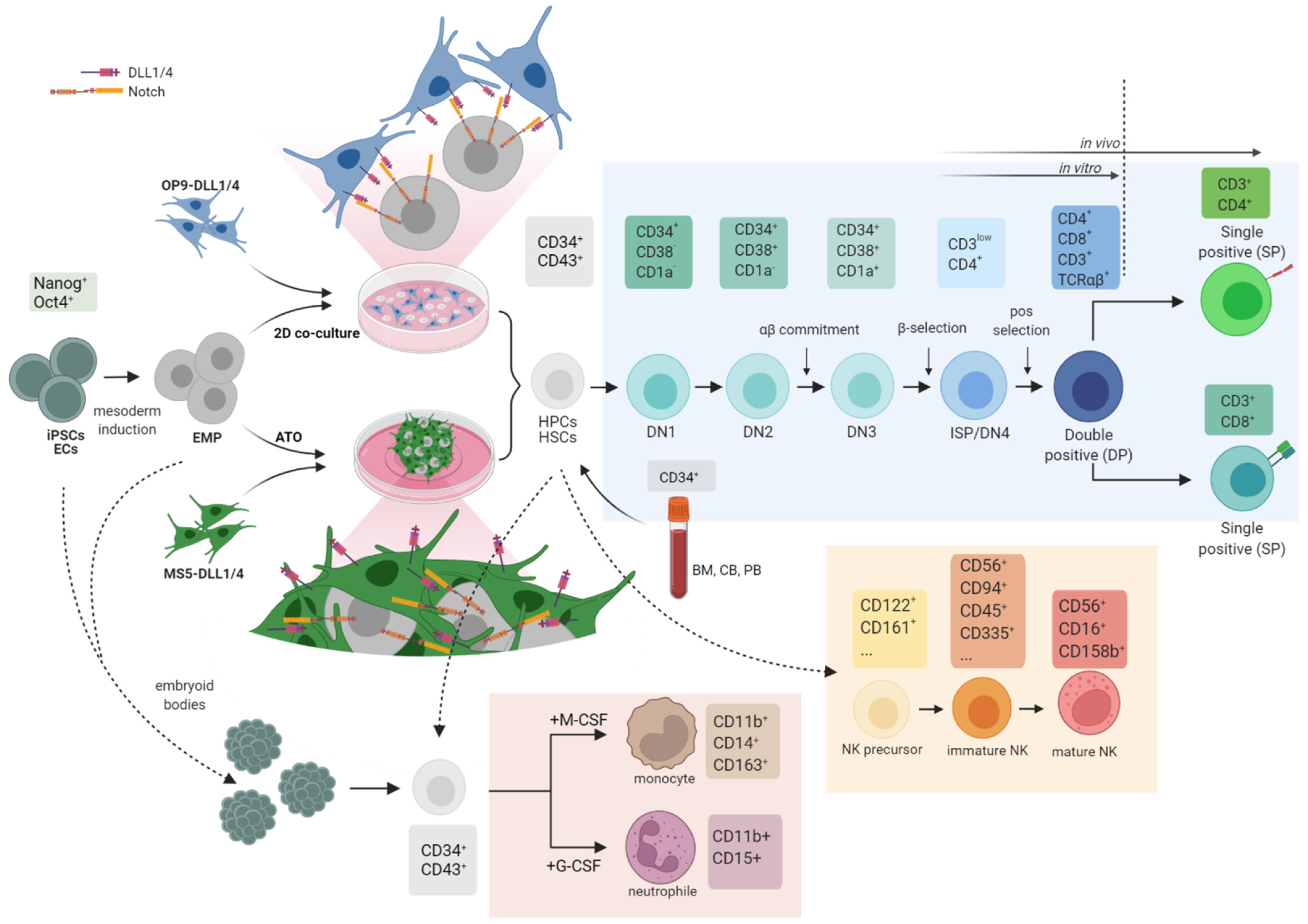 Cells | Free Full-Text | Stem Cell-Based Disease Models for Inborn Errors  of Immunity