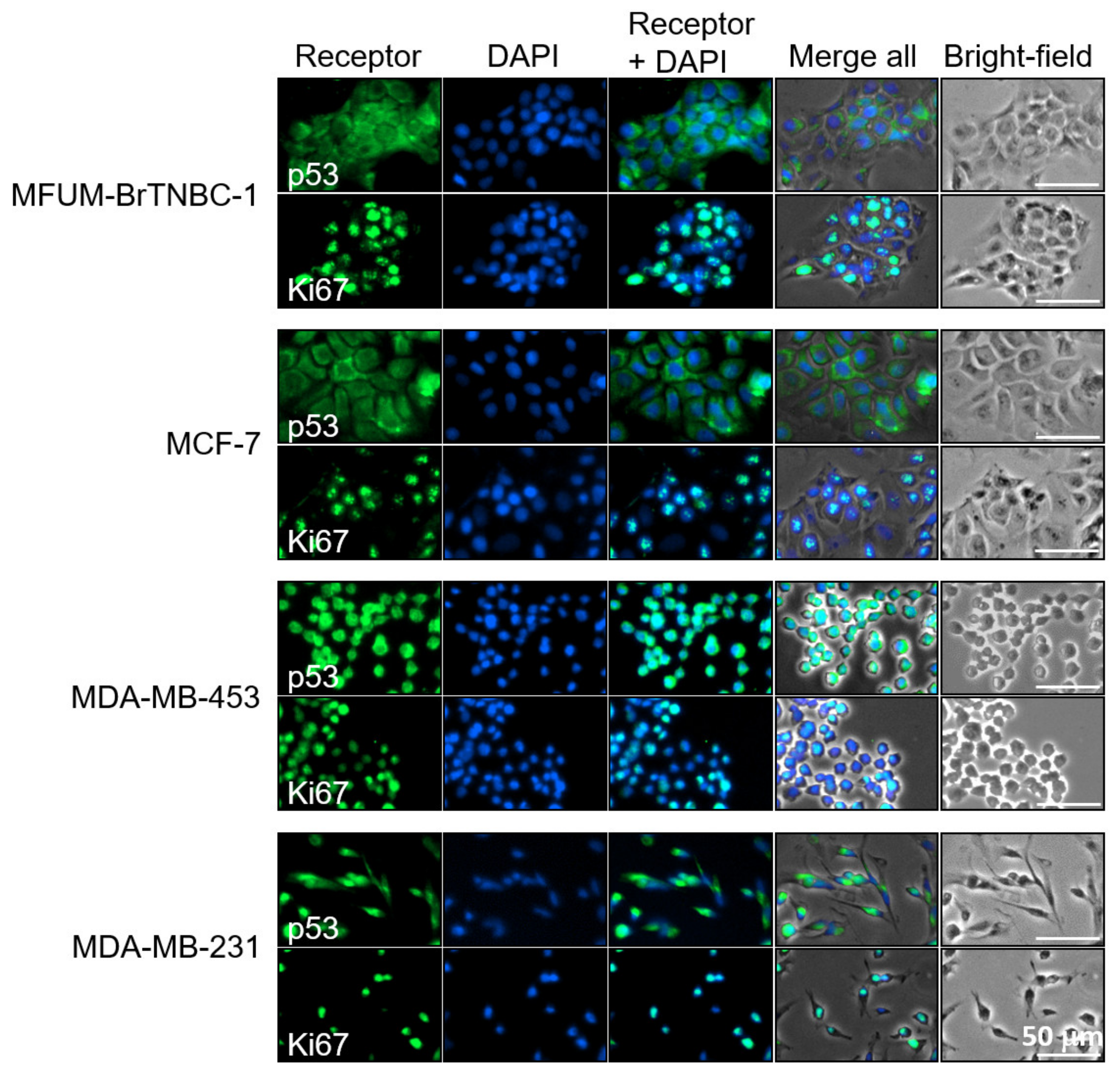 Cells 11 00117 g005 Cells 11 00117 g005
