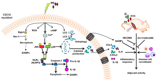 Cells | Free Full-Text | Caspase-1-Dependent Pyroptosis Mediates ...