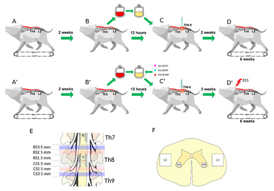 https://www.mdpi.com/cells/cells-11-00144/article_deploy/html/images/cells-11-00144-g001-550.jpg