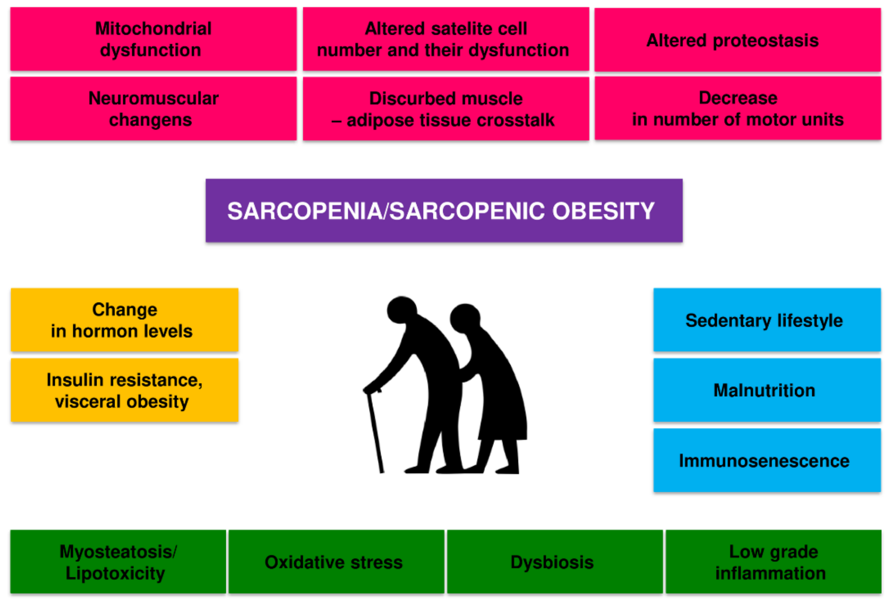 Cells | Free Full-Text | Multifactorial Mechanism of Sarcopenia and  Sarcopenic Obesity. Role of Physical Exercise, Microbiota and Myokines |  HTML