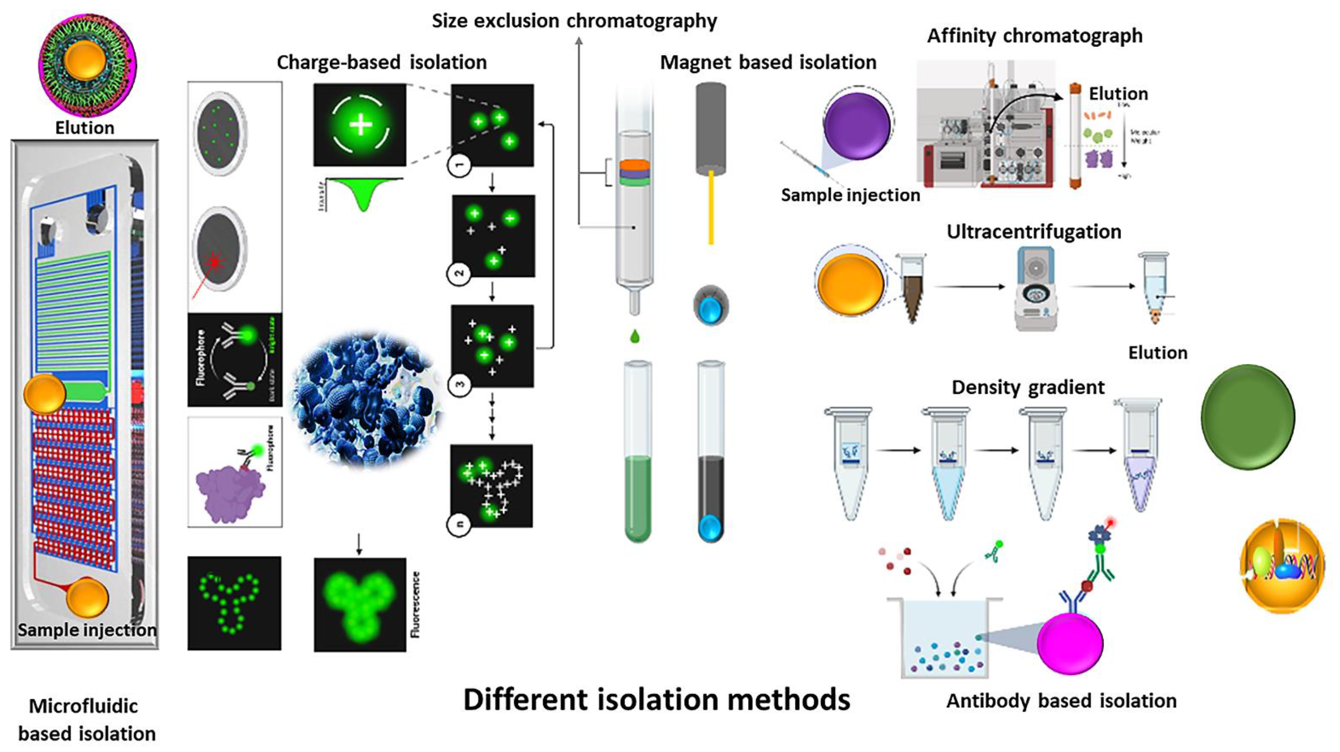 Cells | Free Full-Text | Methodologies to Isolate and Purify Clinical Grade  Extracellular Vesicles for Medical Applications | HTML