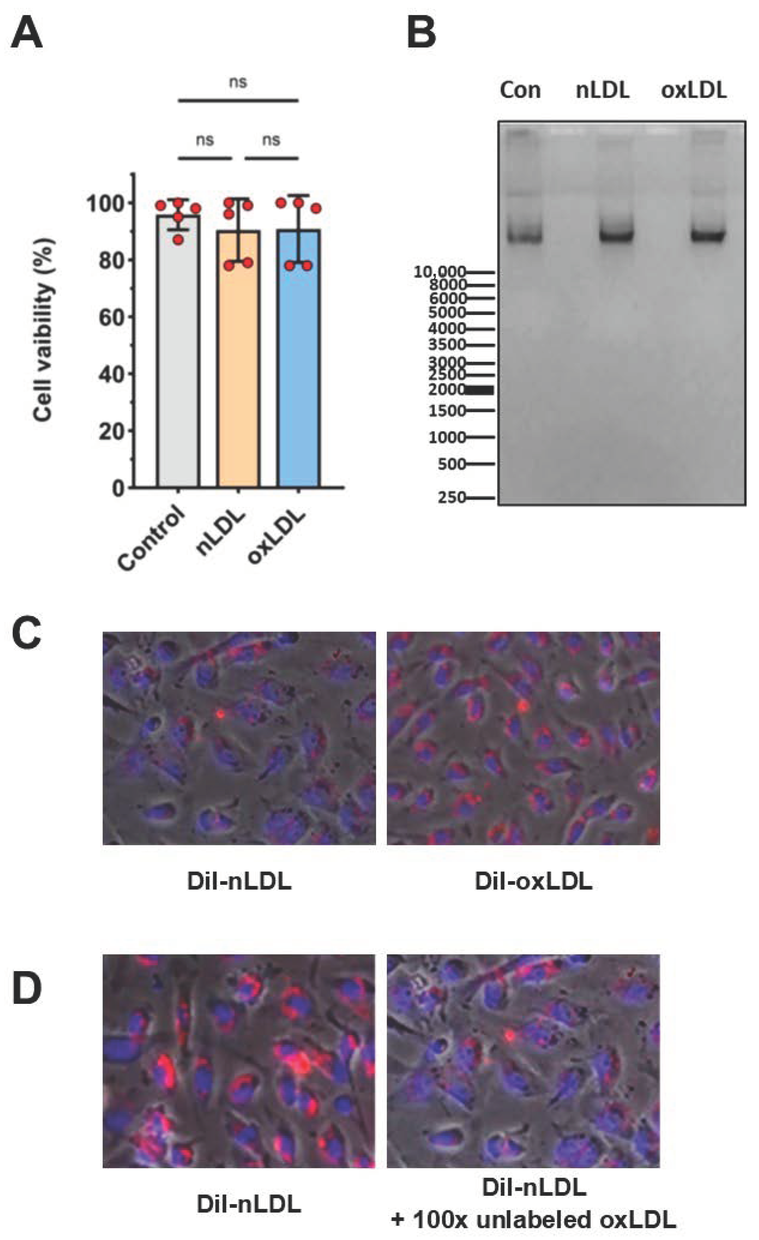 Cells 11 00204 g003