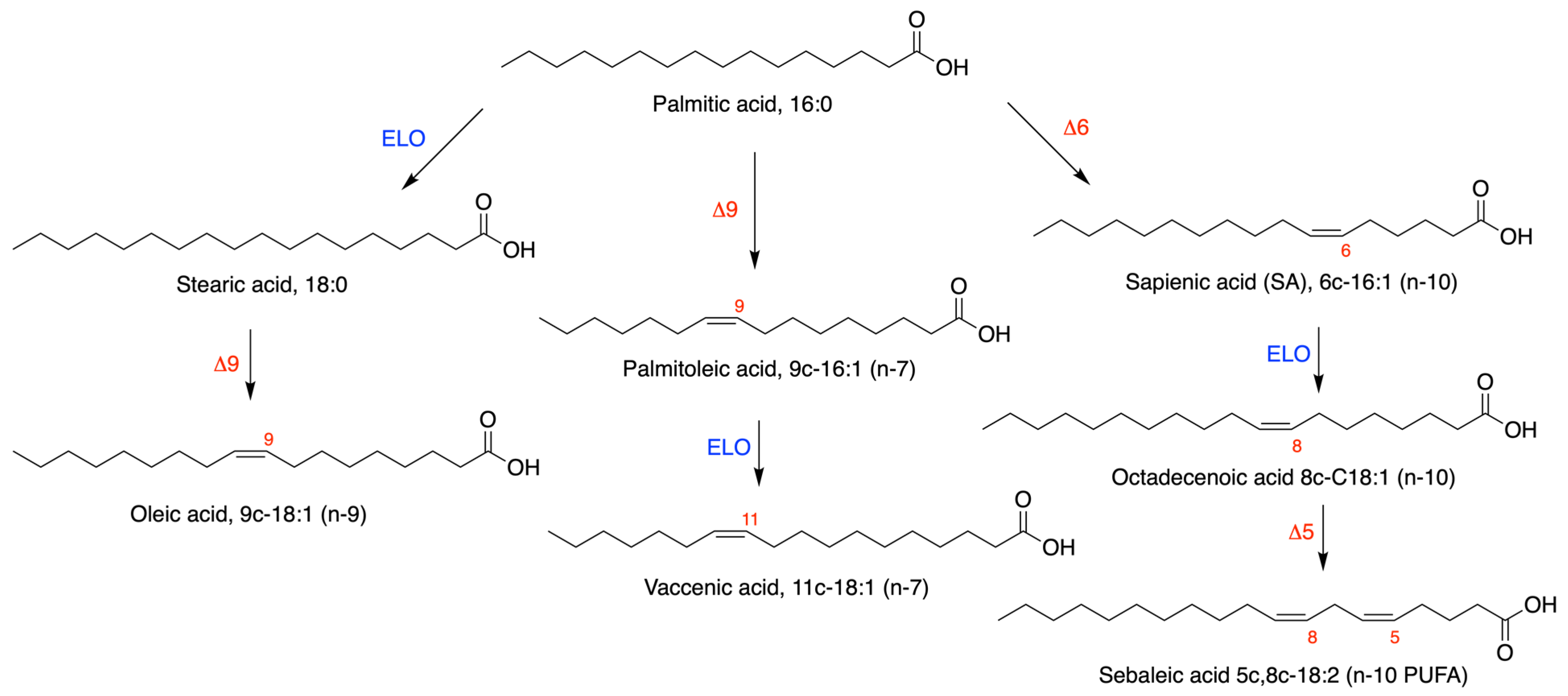 Cells 11 00225 sch001