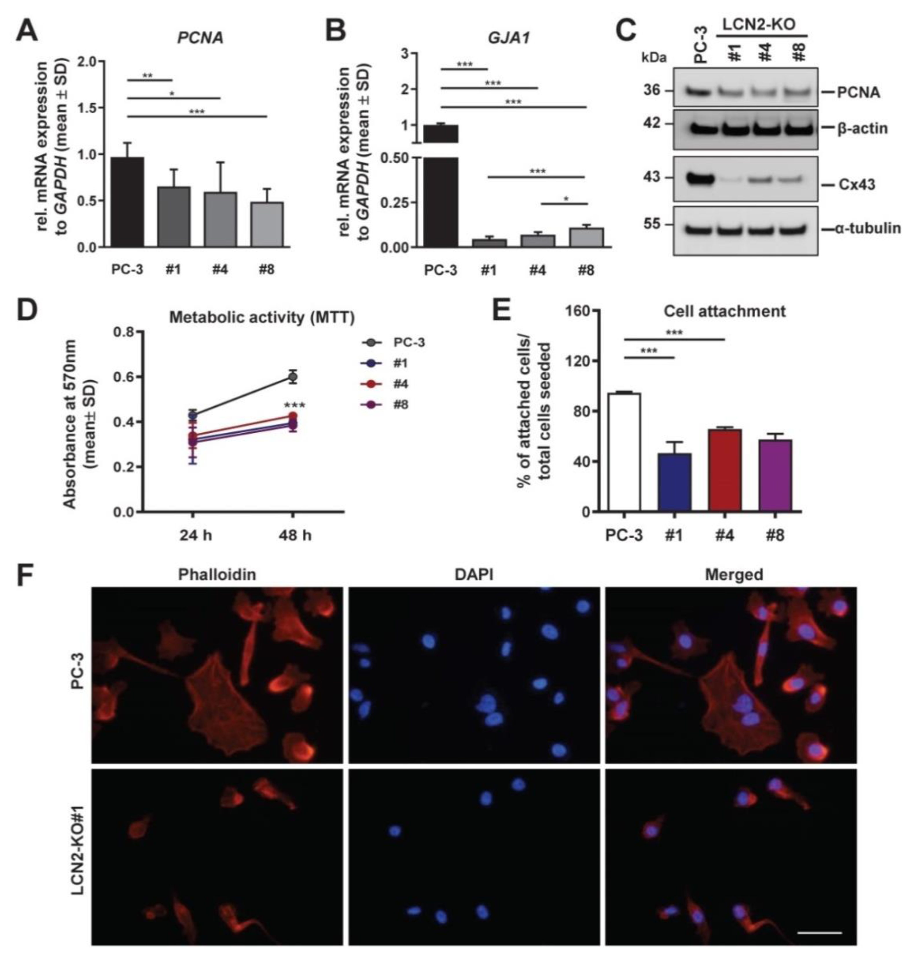 Cells 11 00260 g004 Cells 11 00260 g004