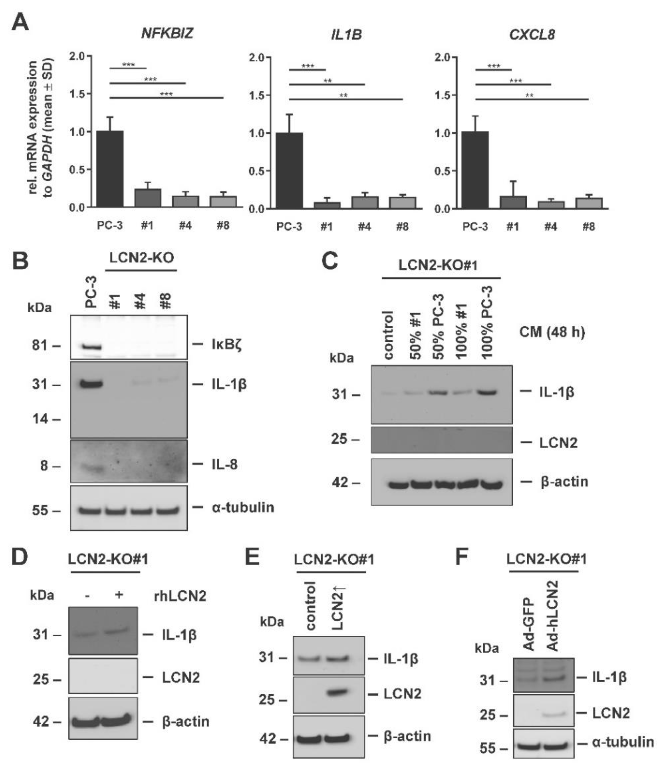 Cells 11 00260 g005 Cells 11 00260 g005