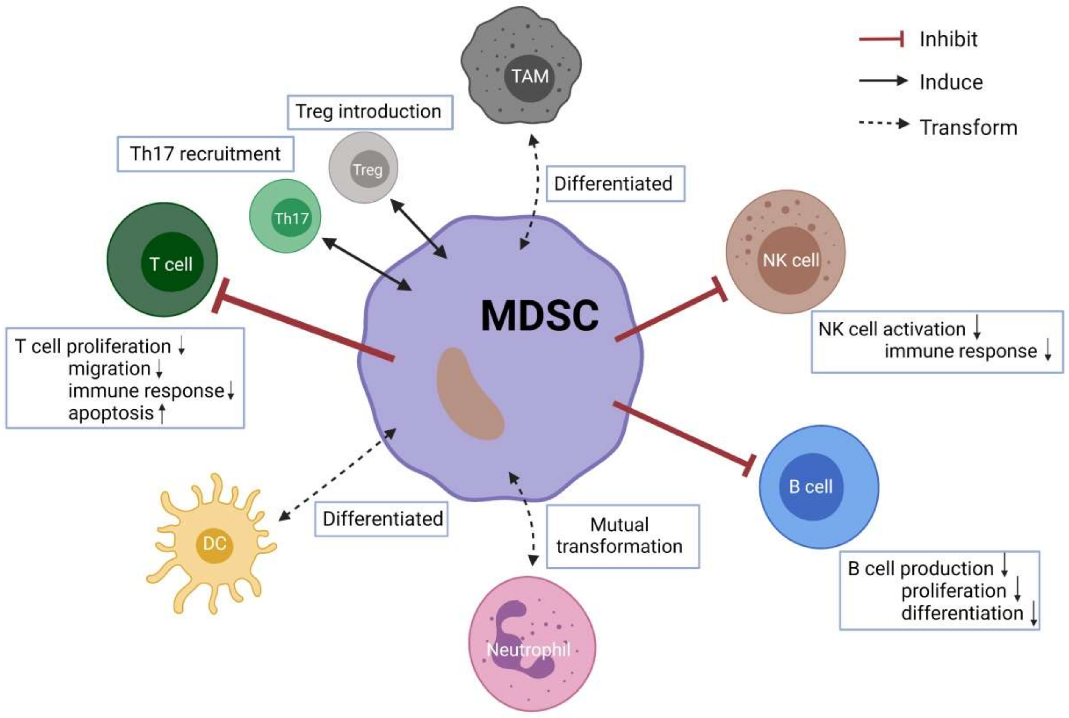 Cells | Free Full-Text | Myeloid-Derived Suppressor Cells in Solid Tumors |  HTML