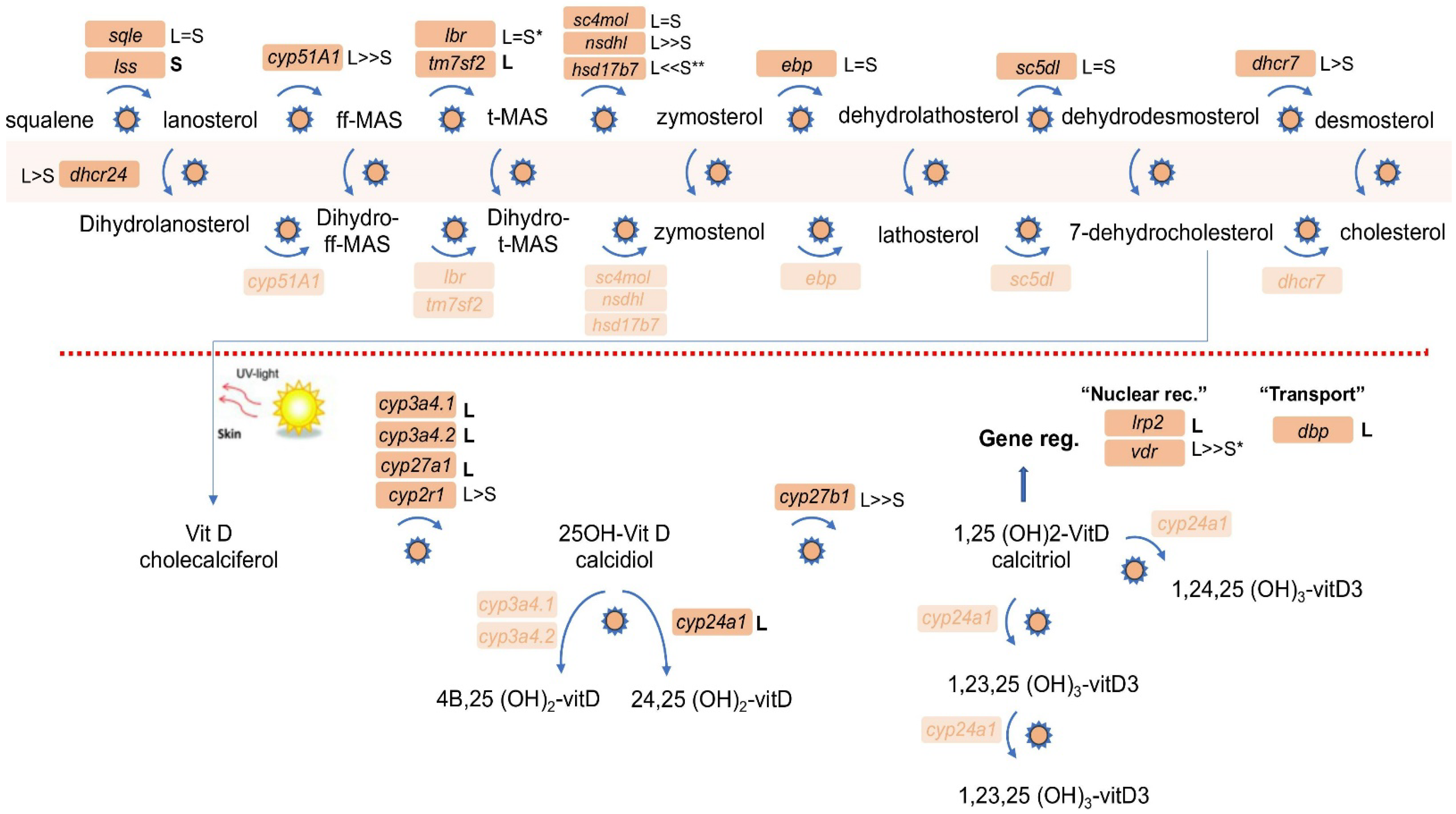 Cells 11 00327 g002