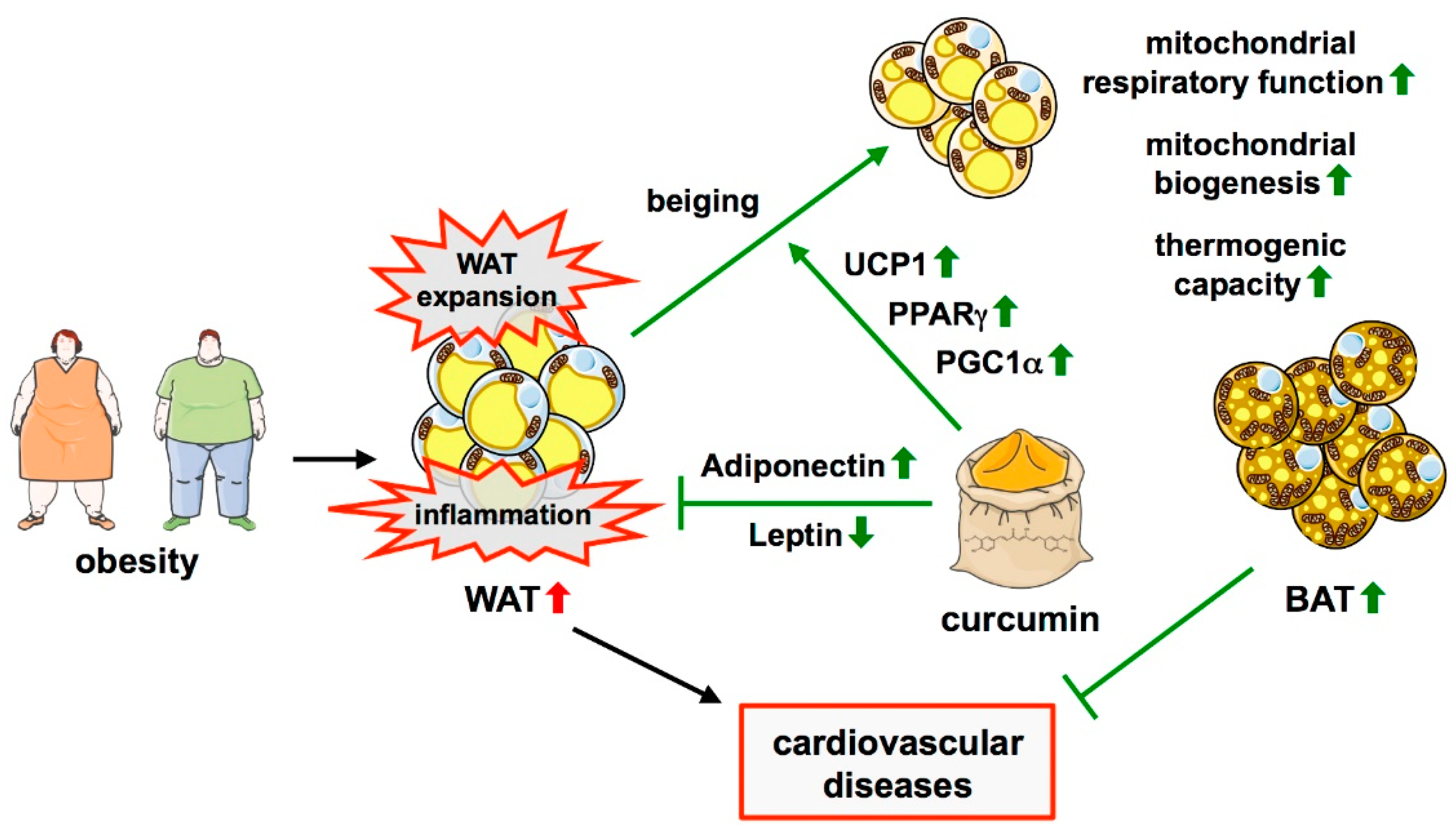 Curcumin and Heart Disease