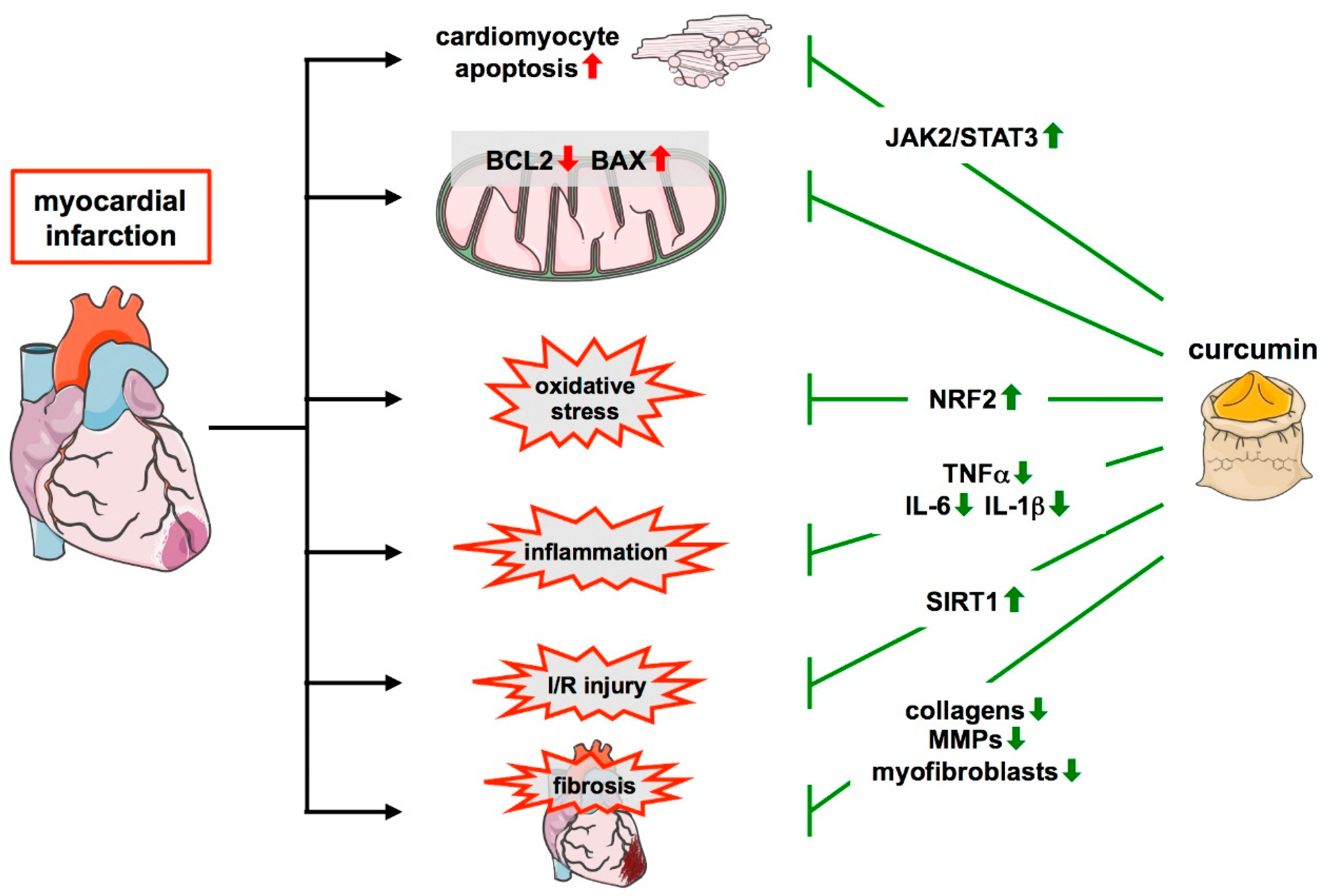 Cells | Free Full-Text | Protective Effects of Curcumin in ...