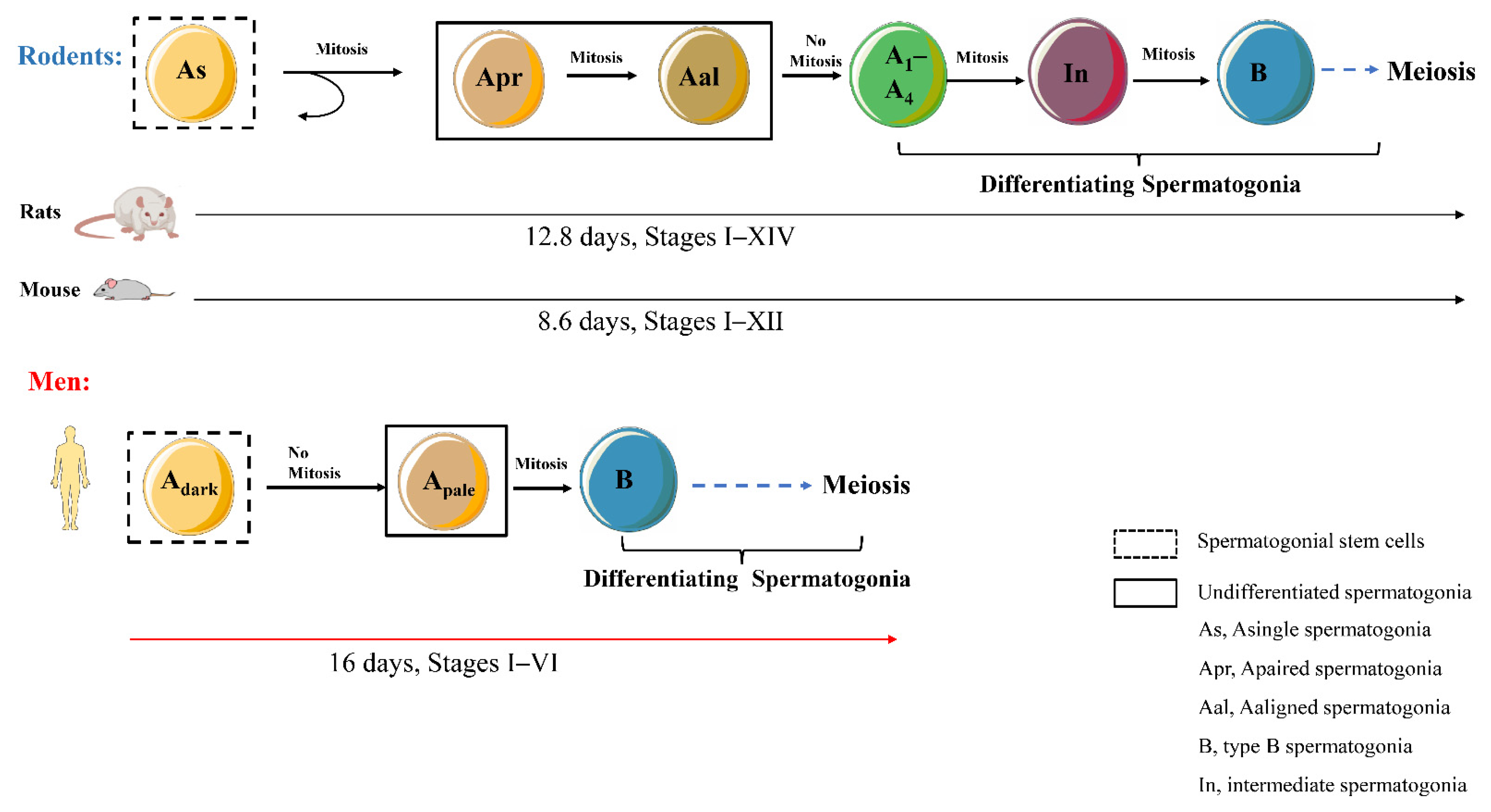 Cells 11 00352 g002 Cells 11 00352 g002