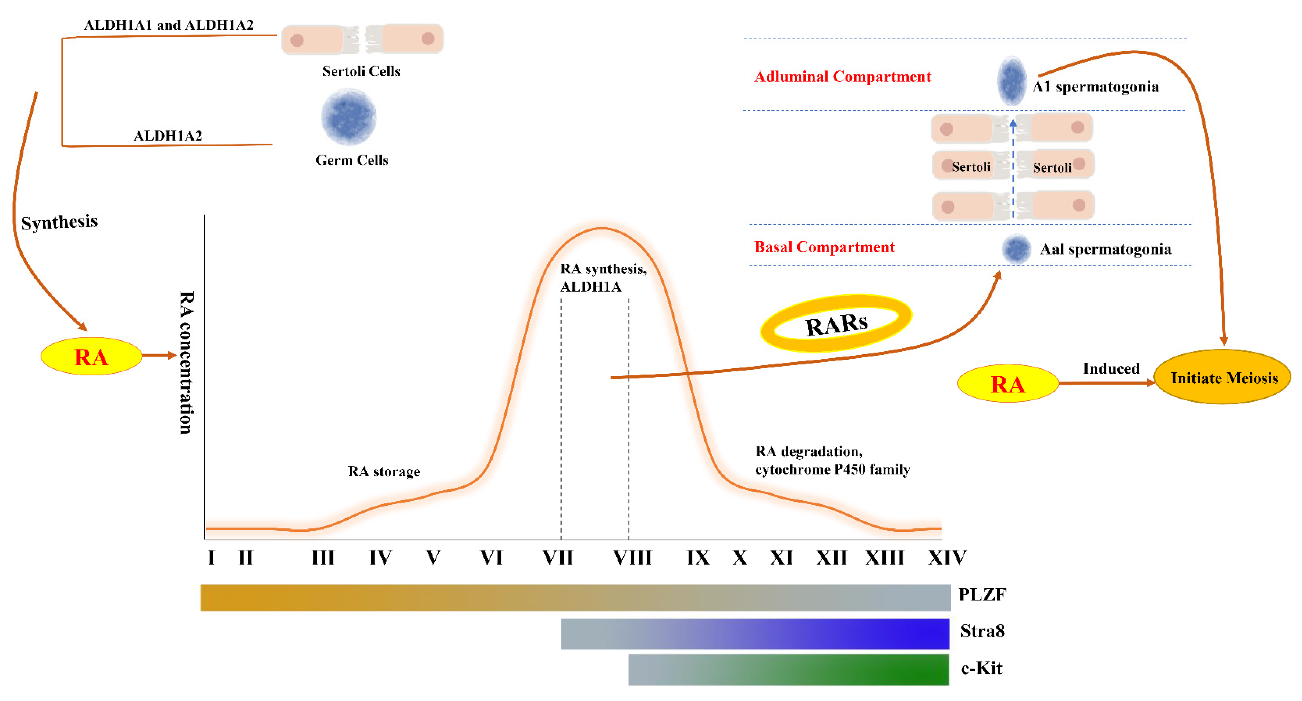 Cells 11 00352 g003 Cells 11 00352 g003
