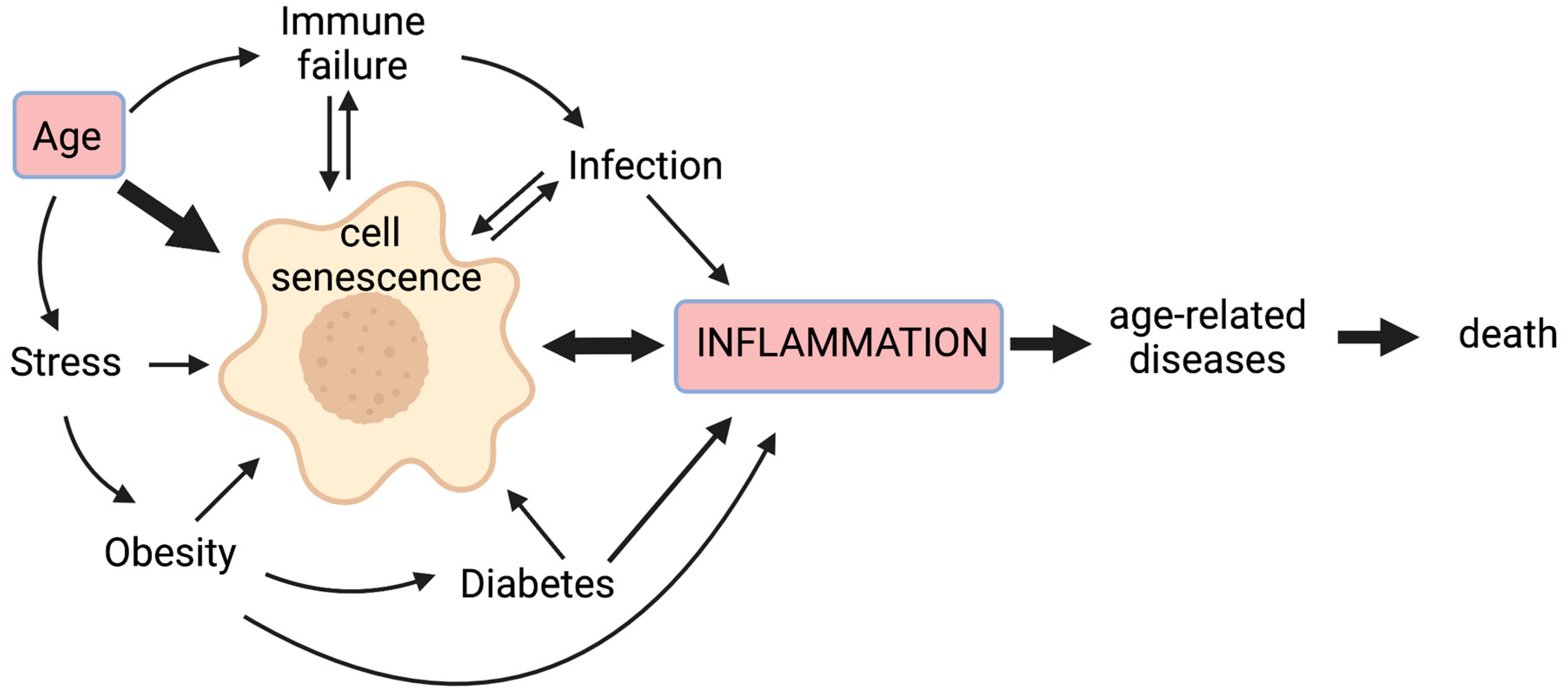 Cells | Free Full-Text | Interconnections between Inflammageing