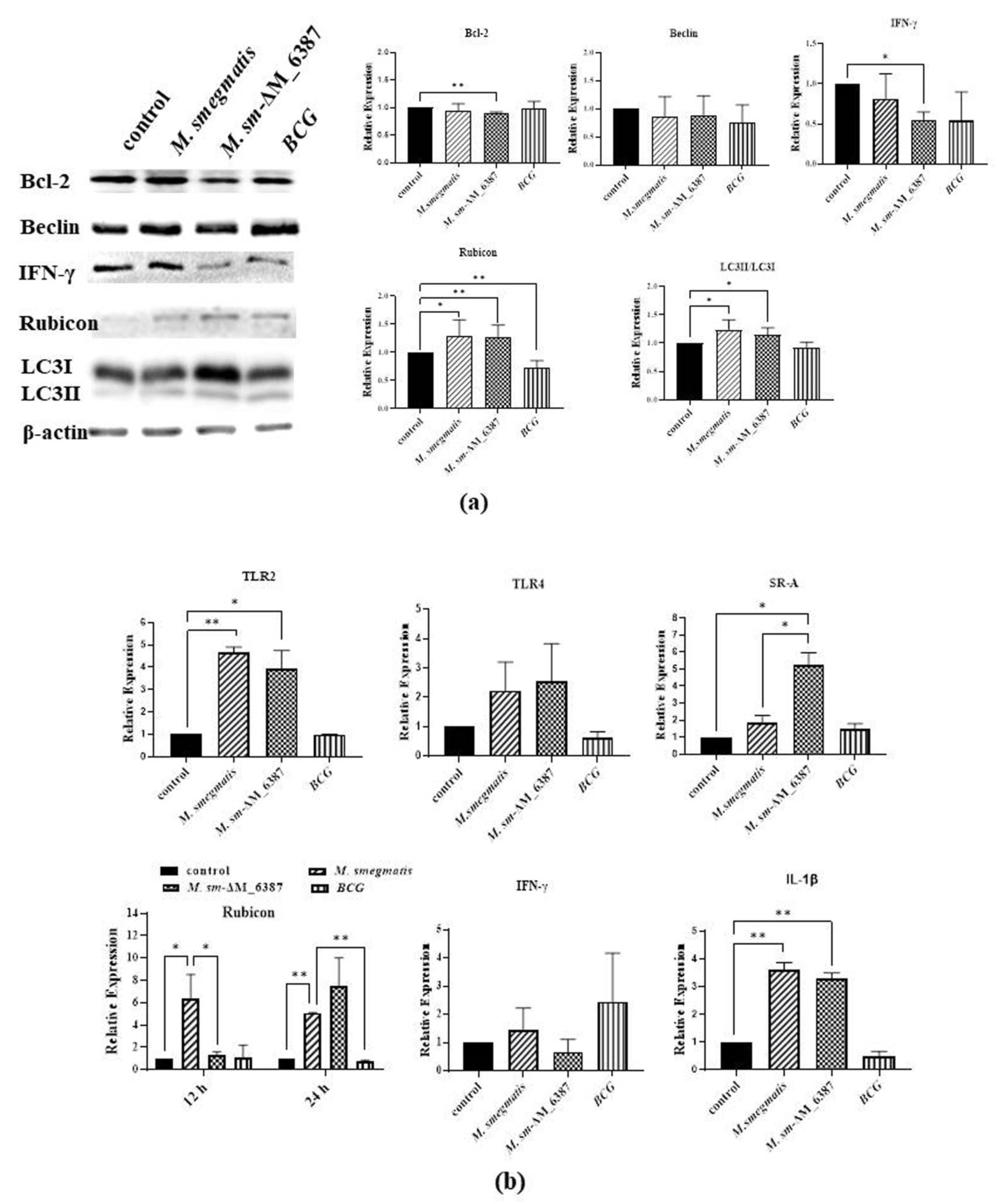 Cells 11 00361 g008a Cells 11 00361 g008a