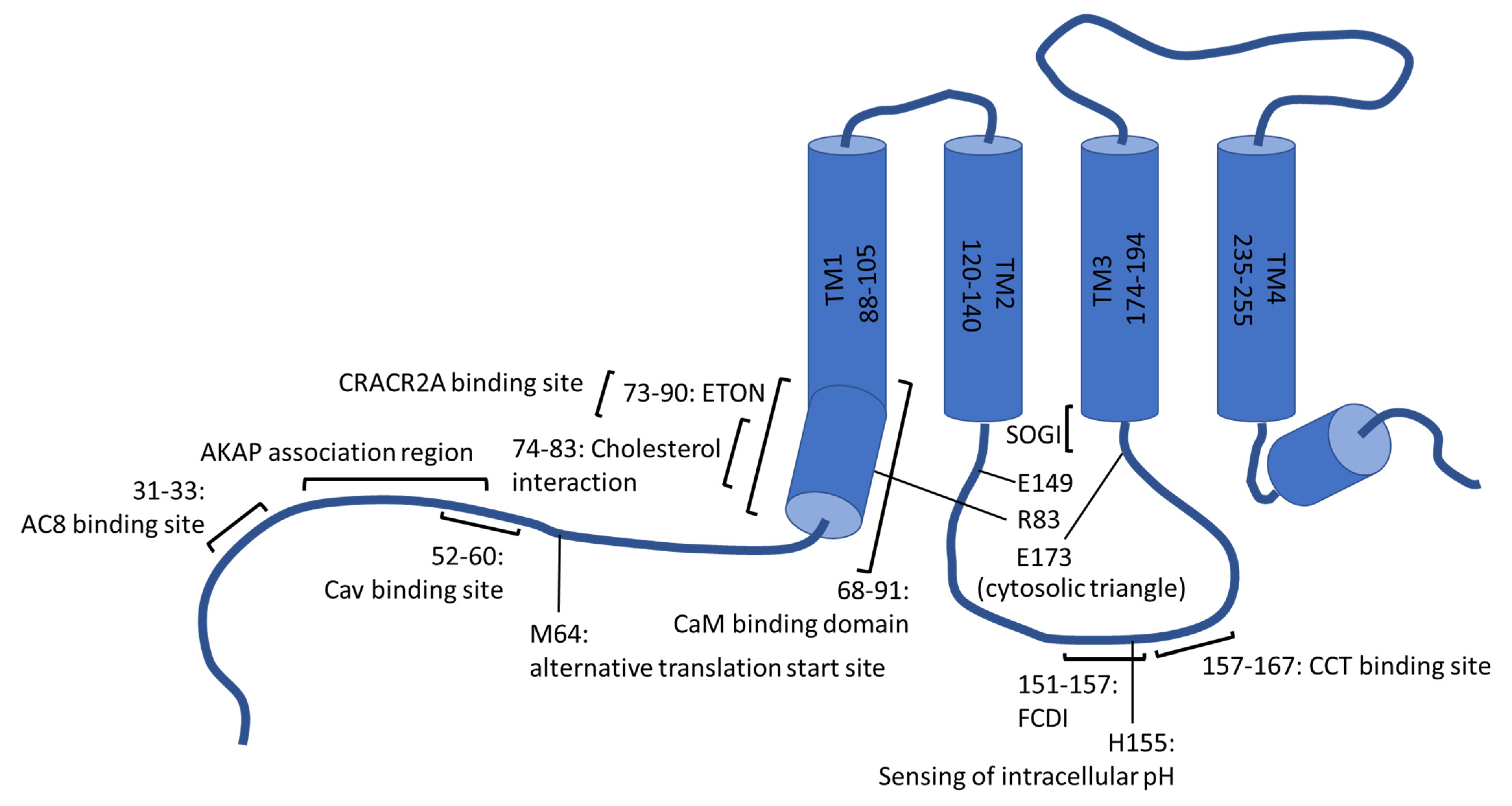 Cells 11 00371 g002 Cells 11 00371 g002