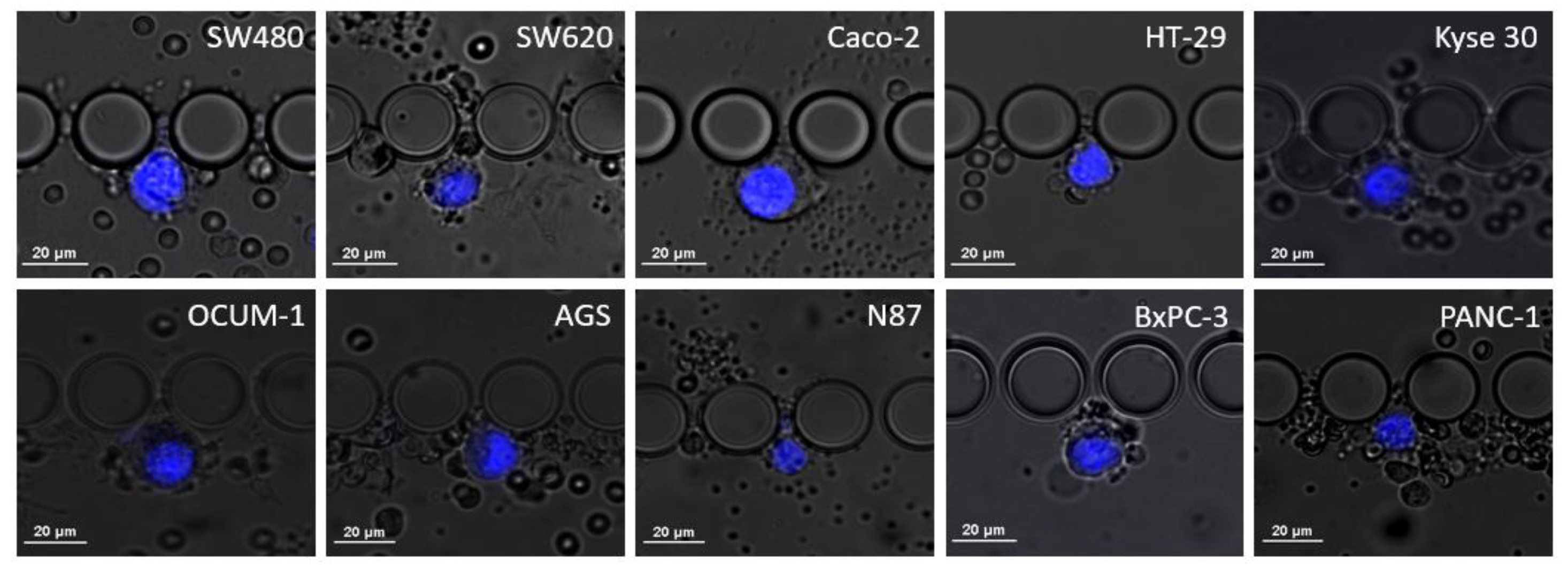 Cells 11 00376 g002 Cells 11 00376 g002