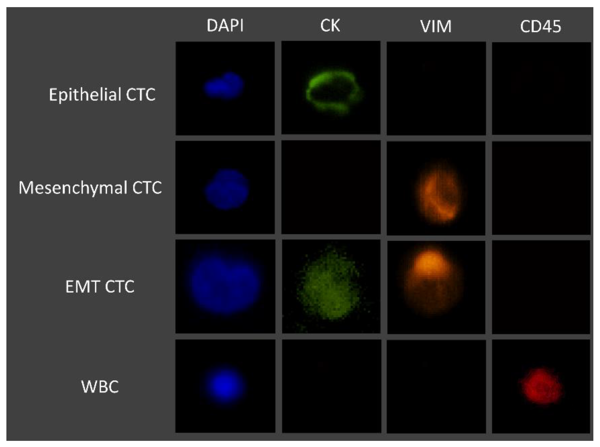 Cells 11 00376 g003 Cells 11 00376 g003