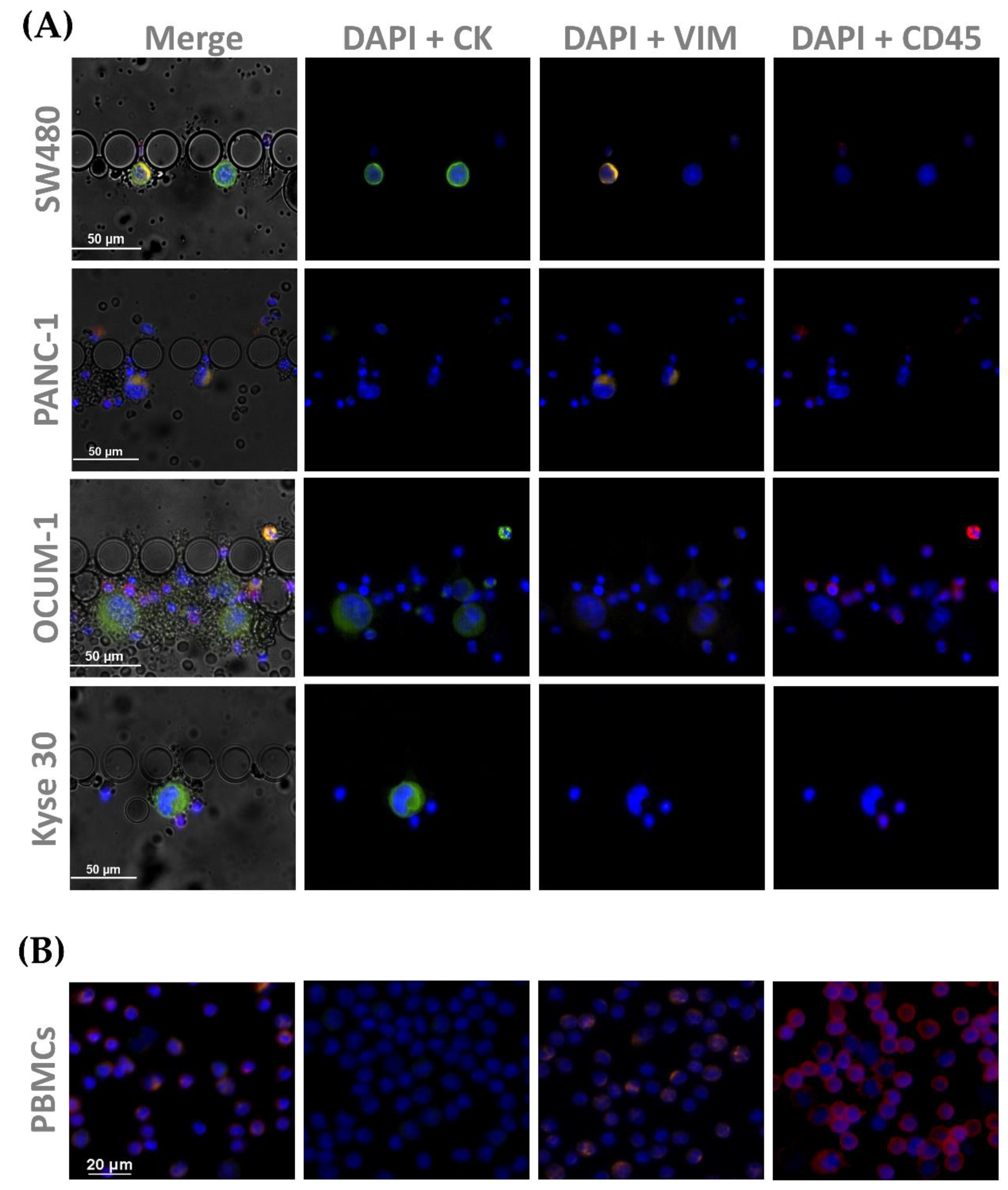 Cells 11 00376 g008 Cells 11 00376 g008