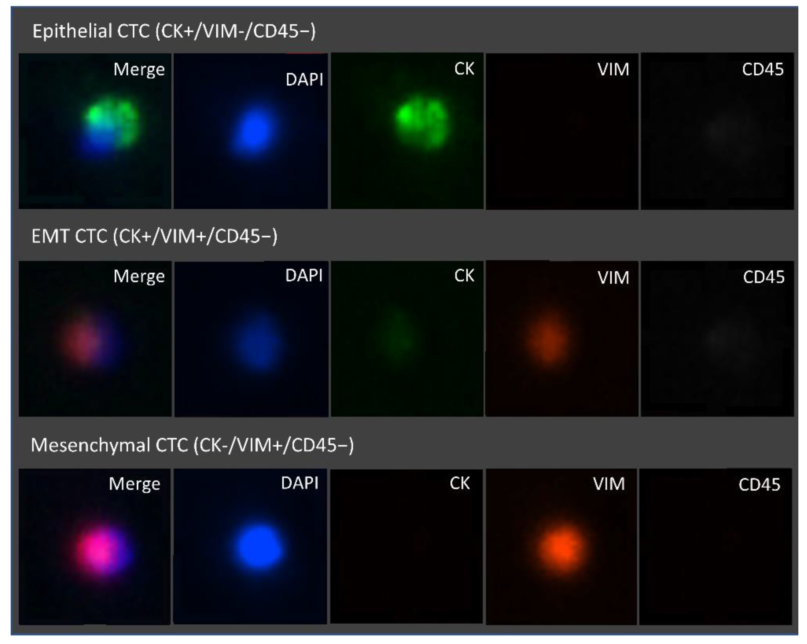 Cells 11 00376 g009 Cells 11 00376 g009