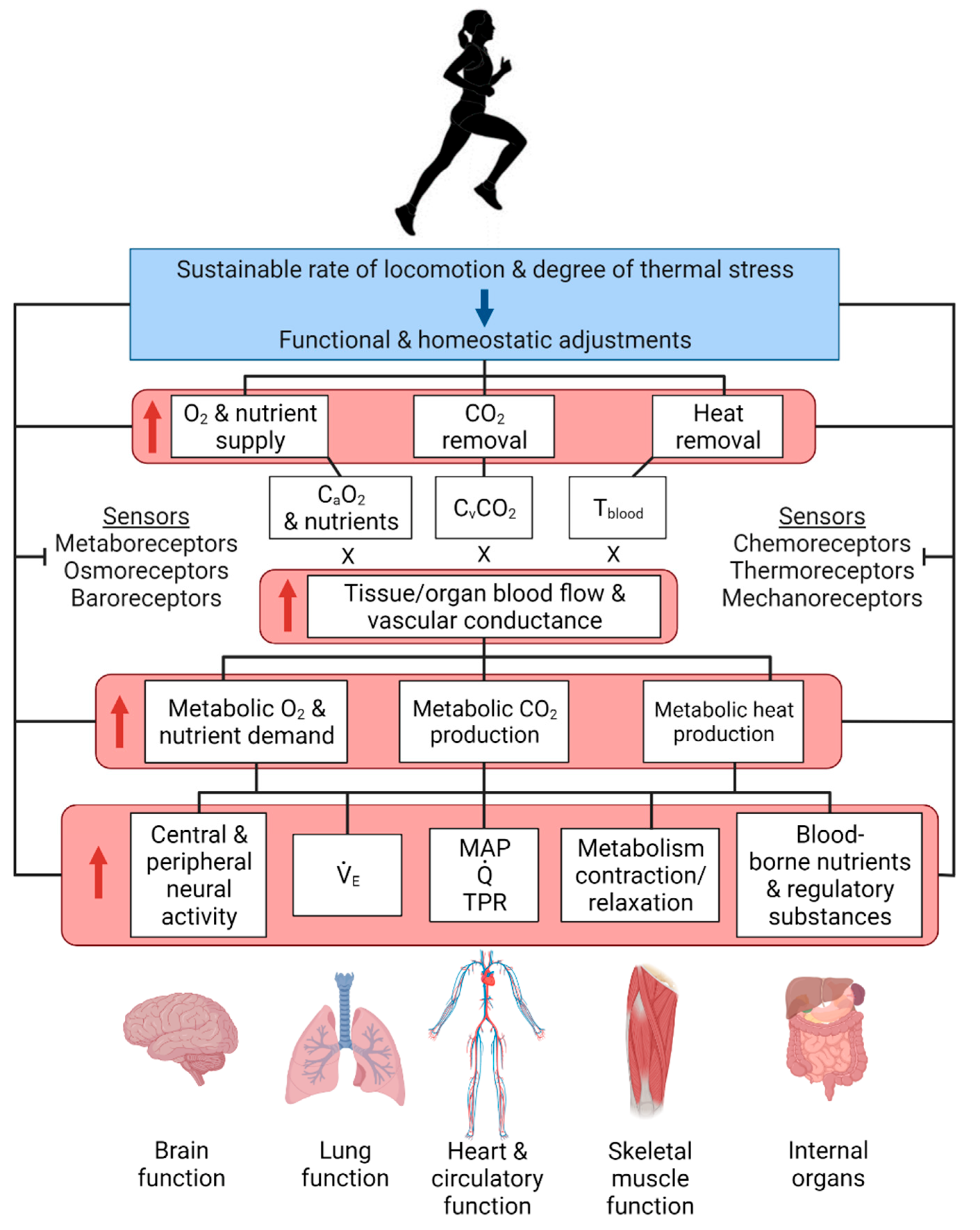 What Happens to Muscles During Exercise?, TS Digest