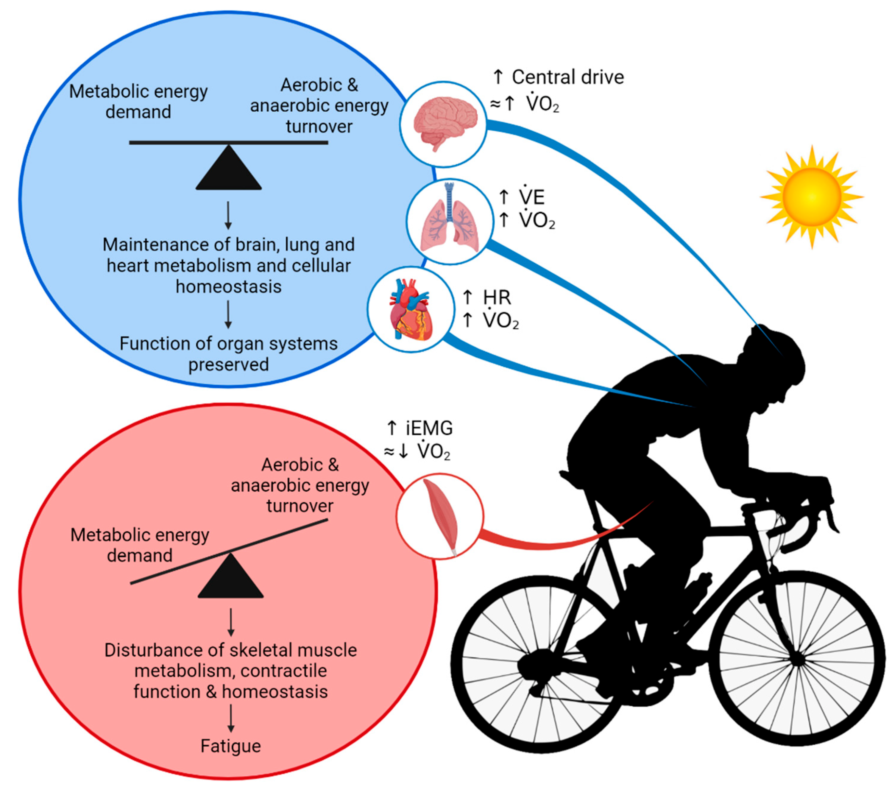 Cells | Free Full-Text | Physiological Function during Exercise and  Environmental Stress in Humans&mdash;An Integrative View of Body Systems  and Homeostasis