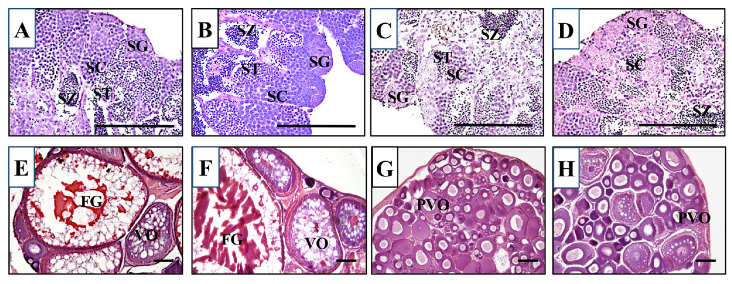 Cells 11 00387 g002
