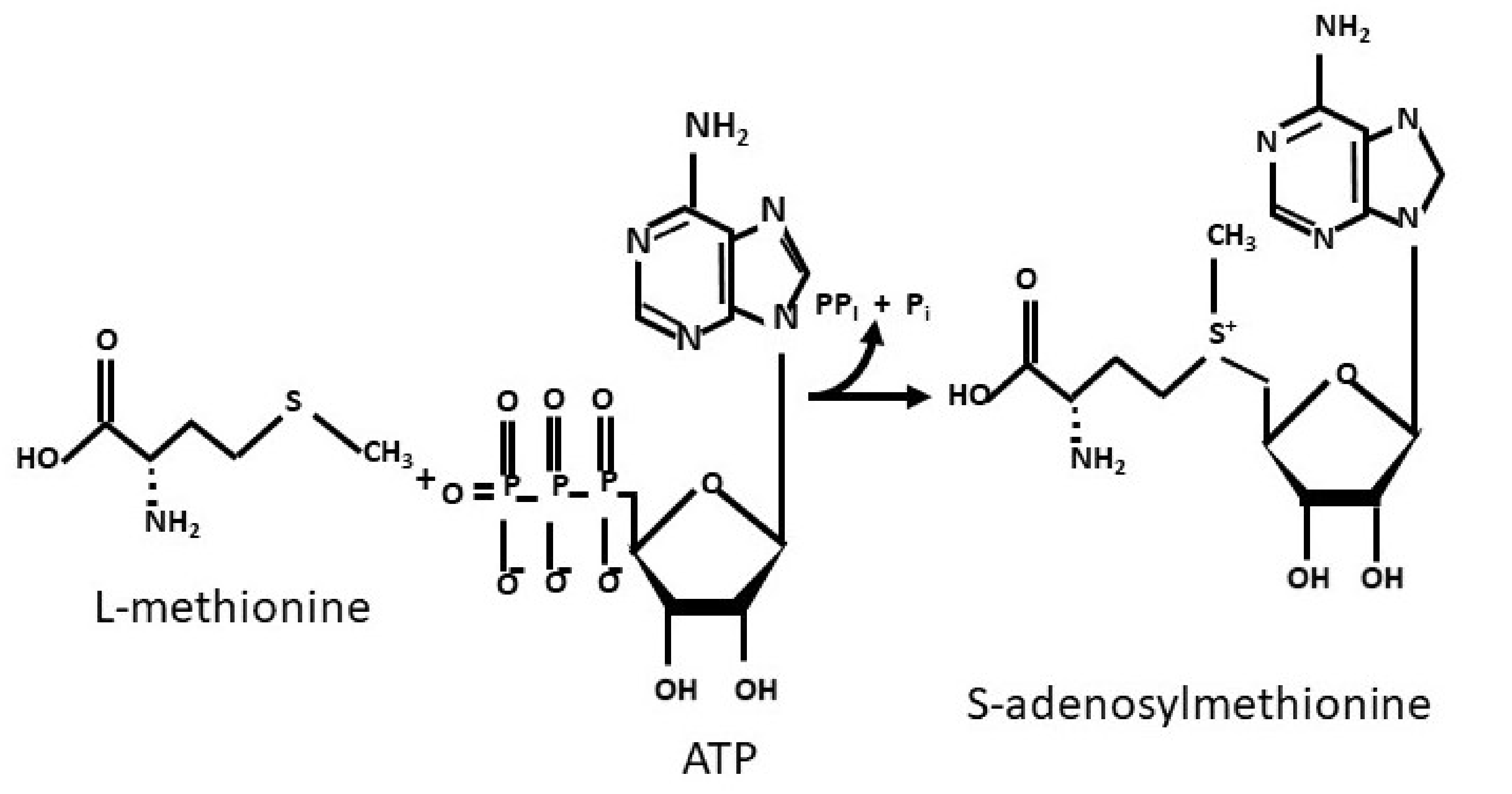 Cells 11 00409 g001 Cells 11 00409 g001
