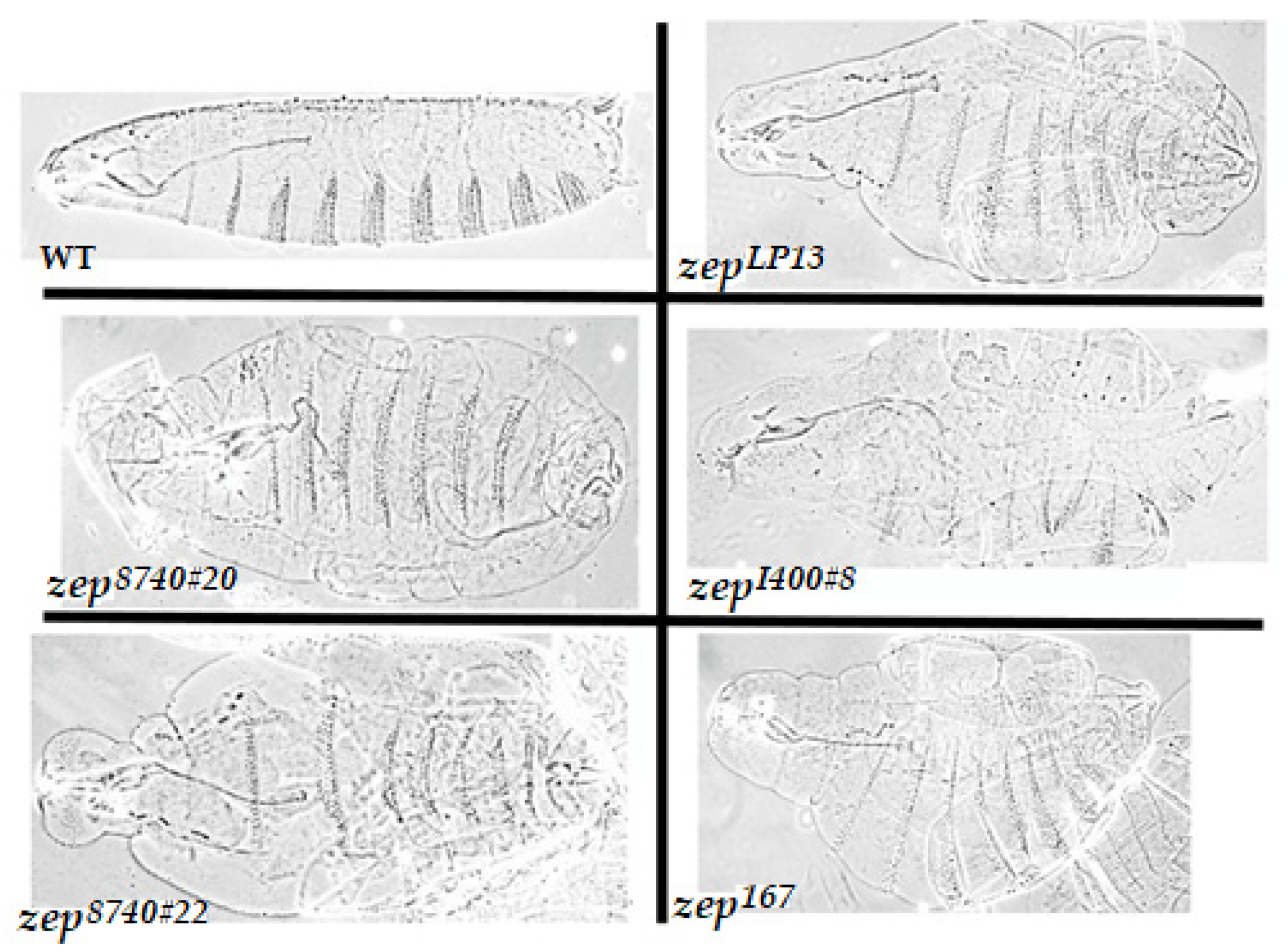 Cells 11 00448 g003 Cells 11 00448 g003