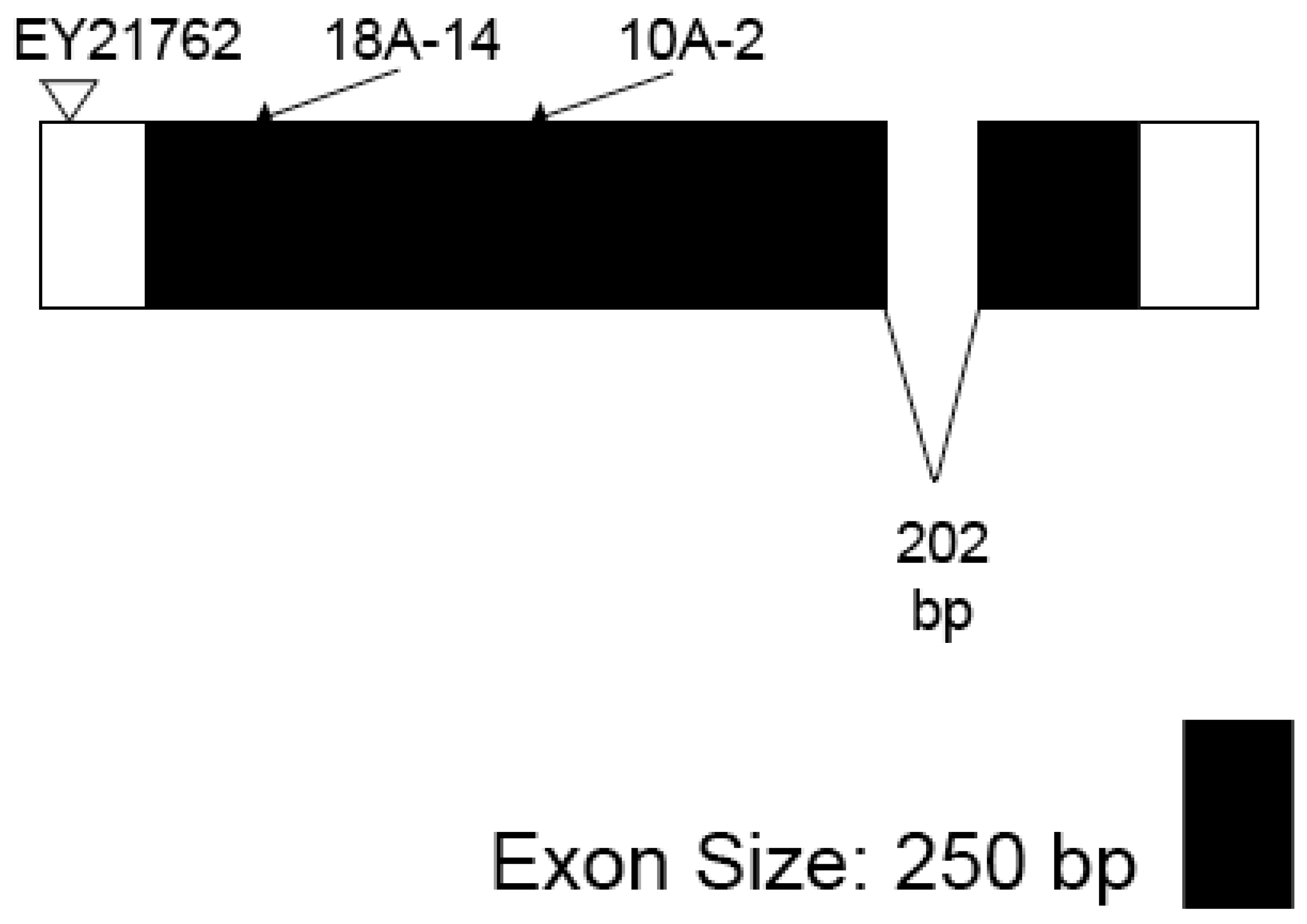 Cells 11 00448 g005 Cells 11 00448 g005