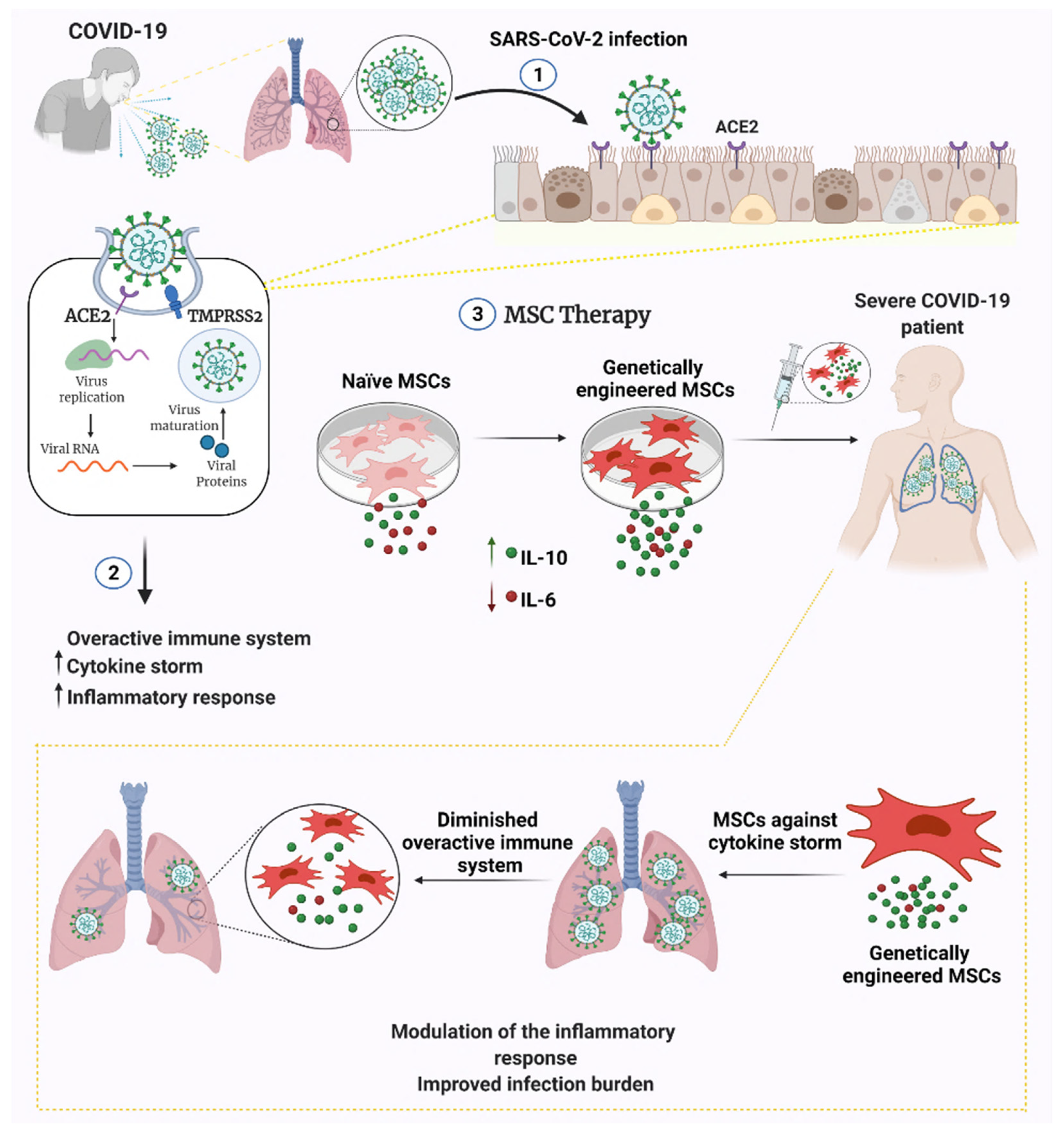 https://www.mdpi.com/cells/cells-11-00465/article_deploy/html/images/cells-11-00465-g001.png