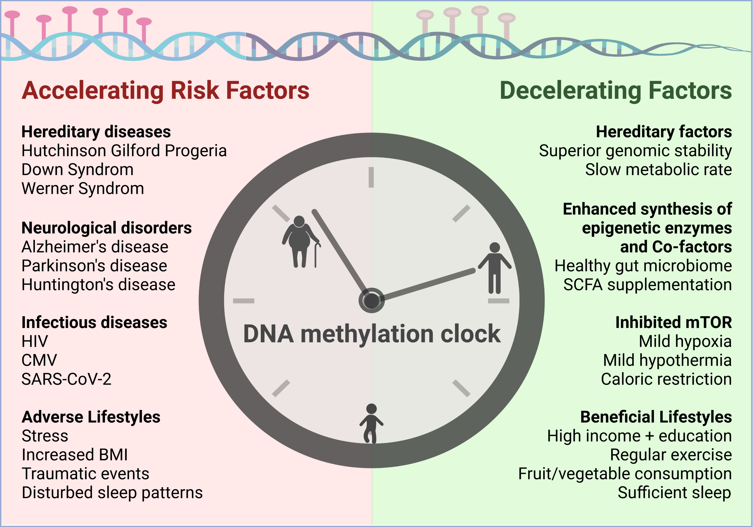 Cells | Free Full-Text | How to Slow down the Ticking Clock: Age-Associated  Epigenetic Alterations and Related Interventions to Extend Life Span
