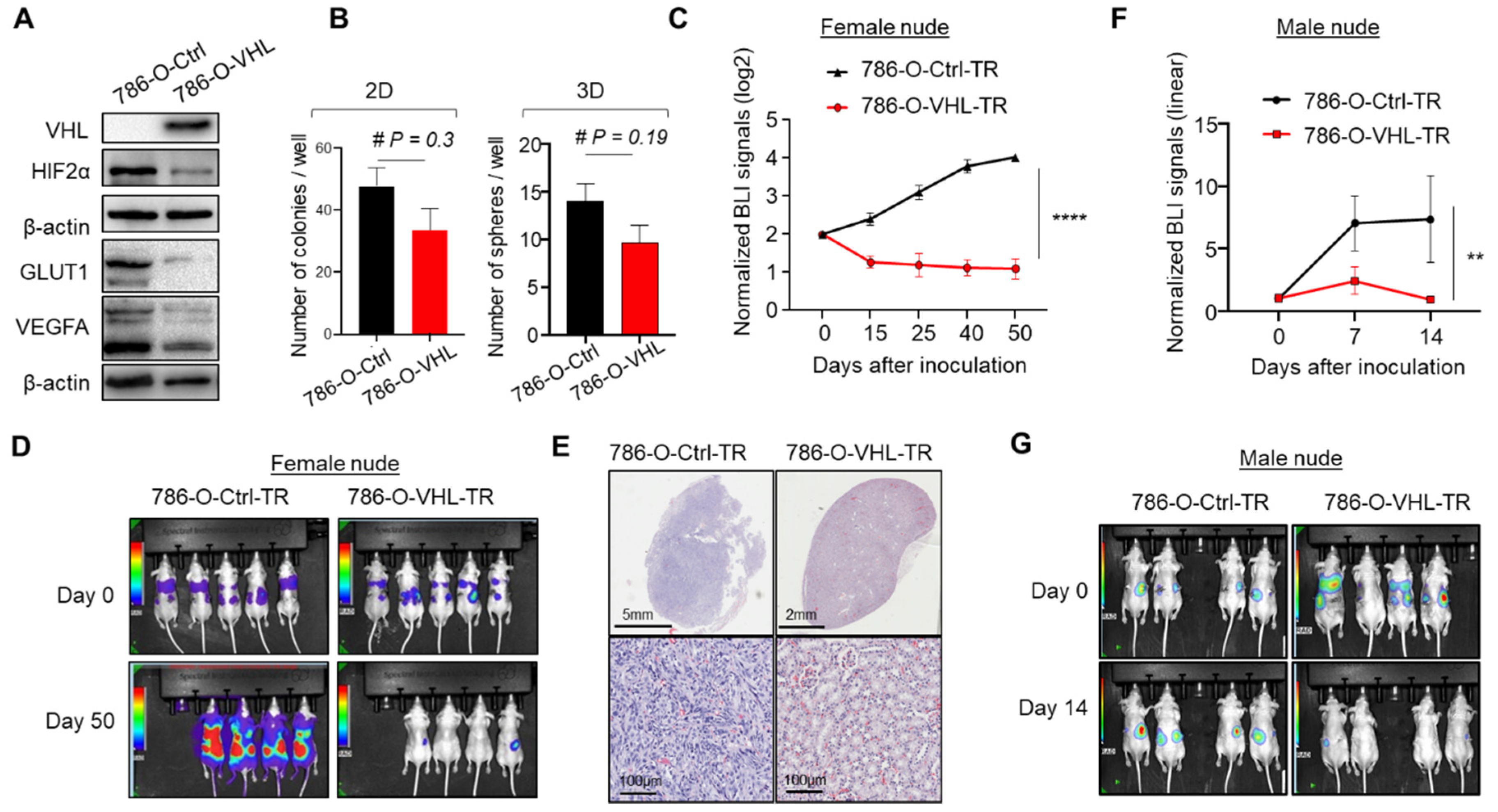 Cells 11 00472 g001 Cells 11 00472 g001