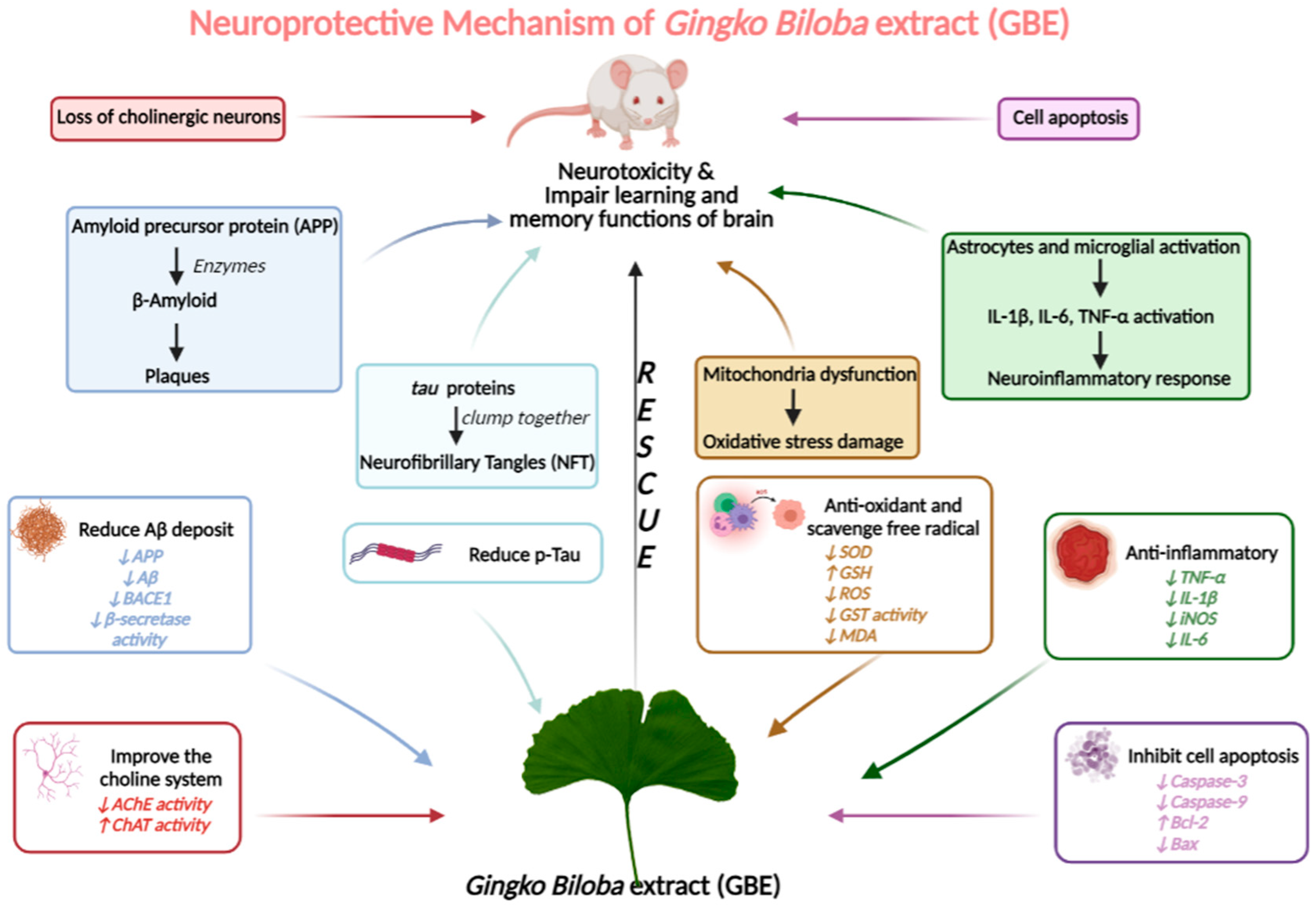 Cells | Free Full-Text | Can We Use Ginkgo biloba Extract to Treat  Alzheimer&rsquo;s Disease? Lessons from Preclinical and Clinical Studies