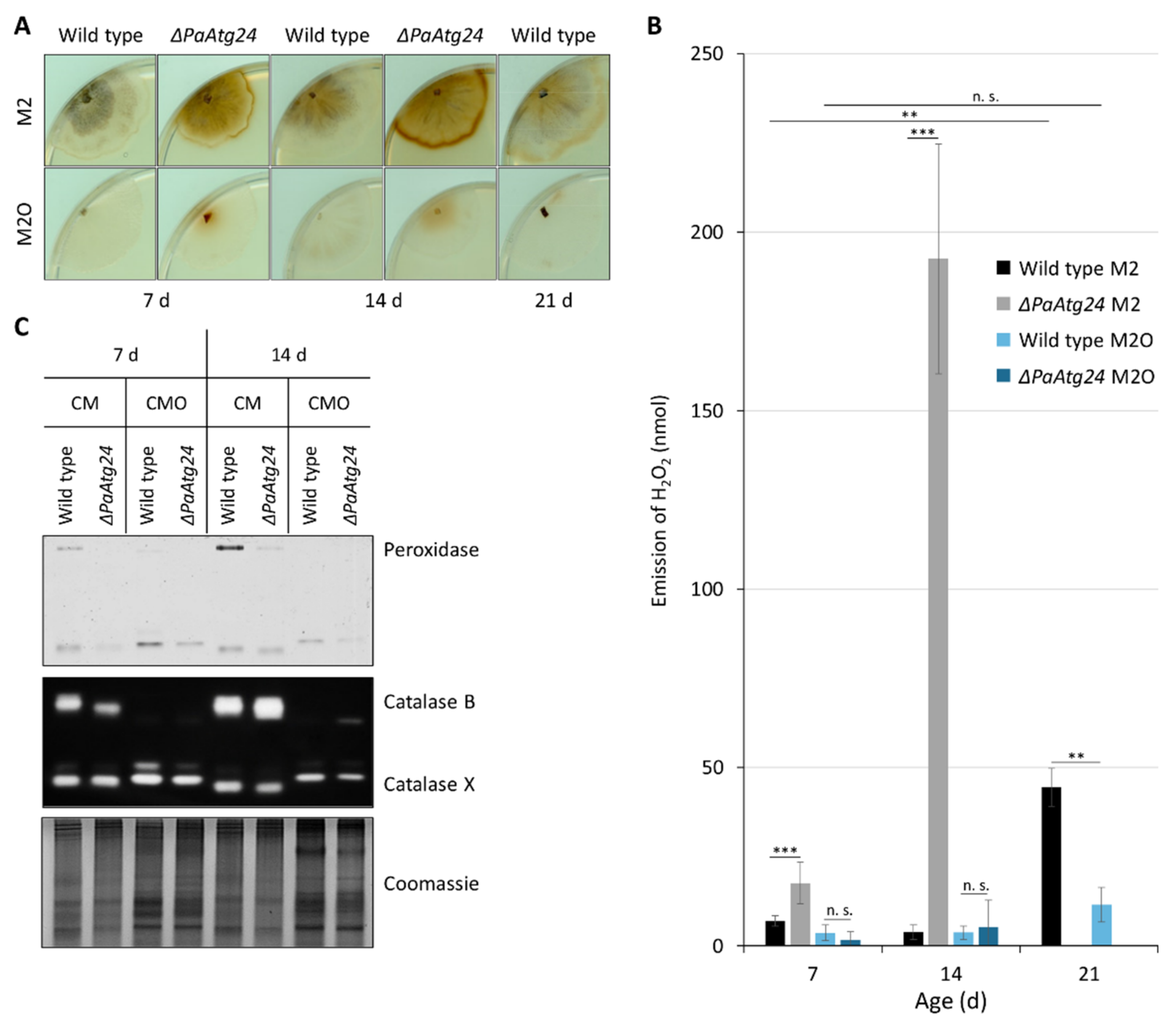 Cells 11 00519 g004 Cells 11 00519 g004