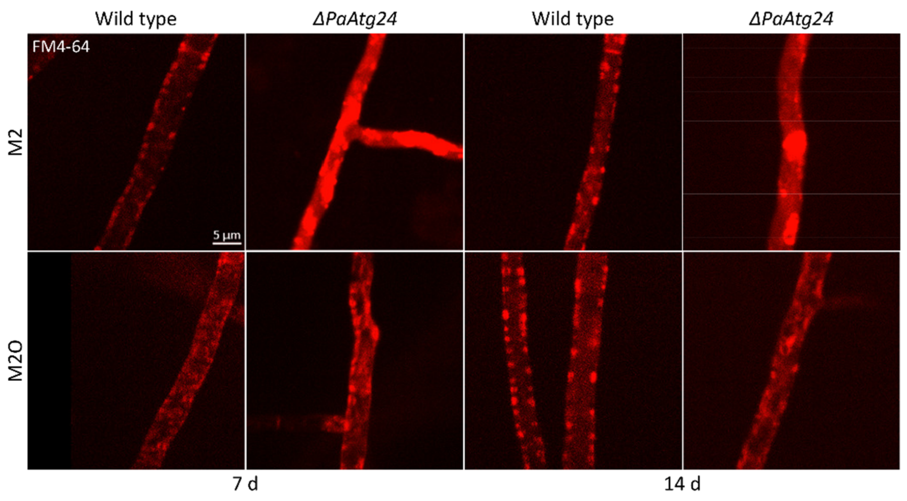 Cells 11 00519 g007 Cells 11 00519 g007