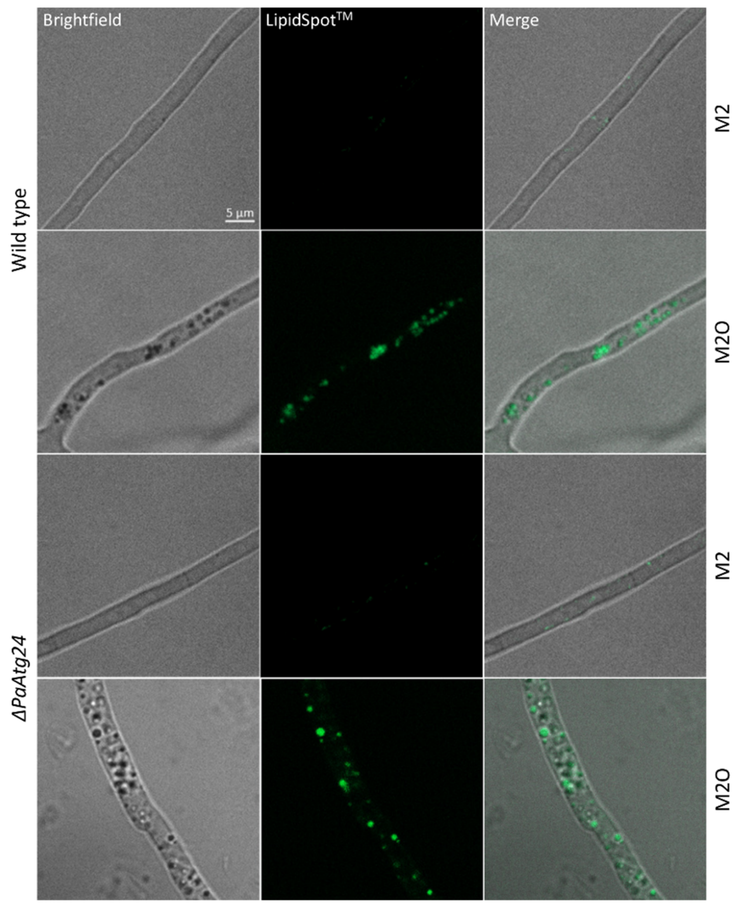 Cells 11 00519 g008 Cells 11 00519 g008