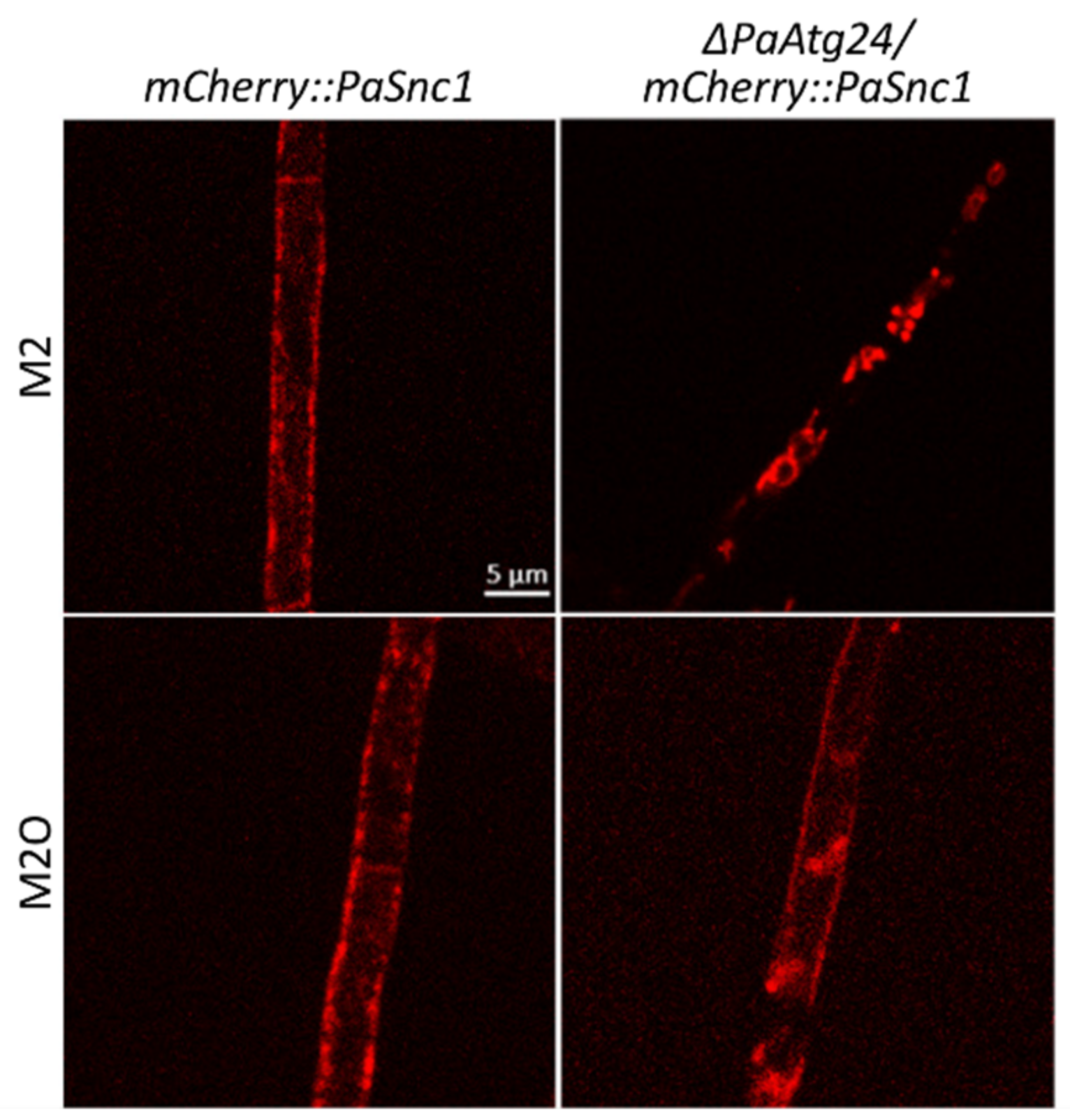 Cells 11 00519 g011 Cells 11 00519 g011