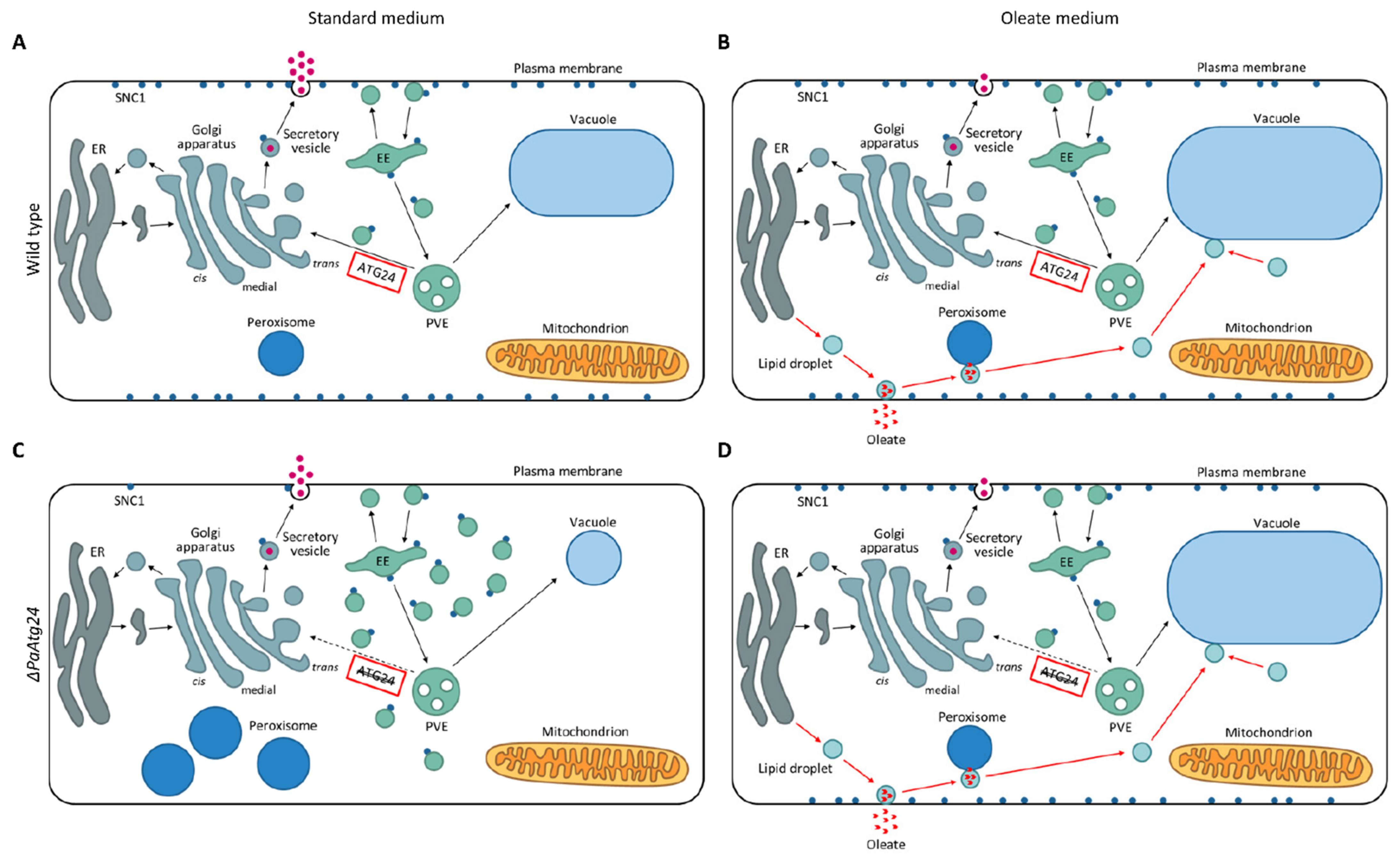 Cells, Free Full-Text