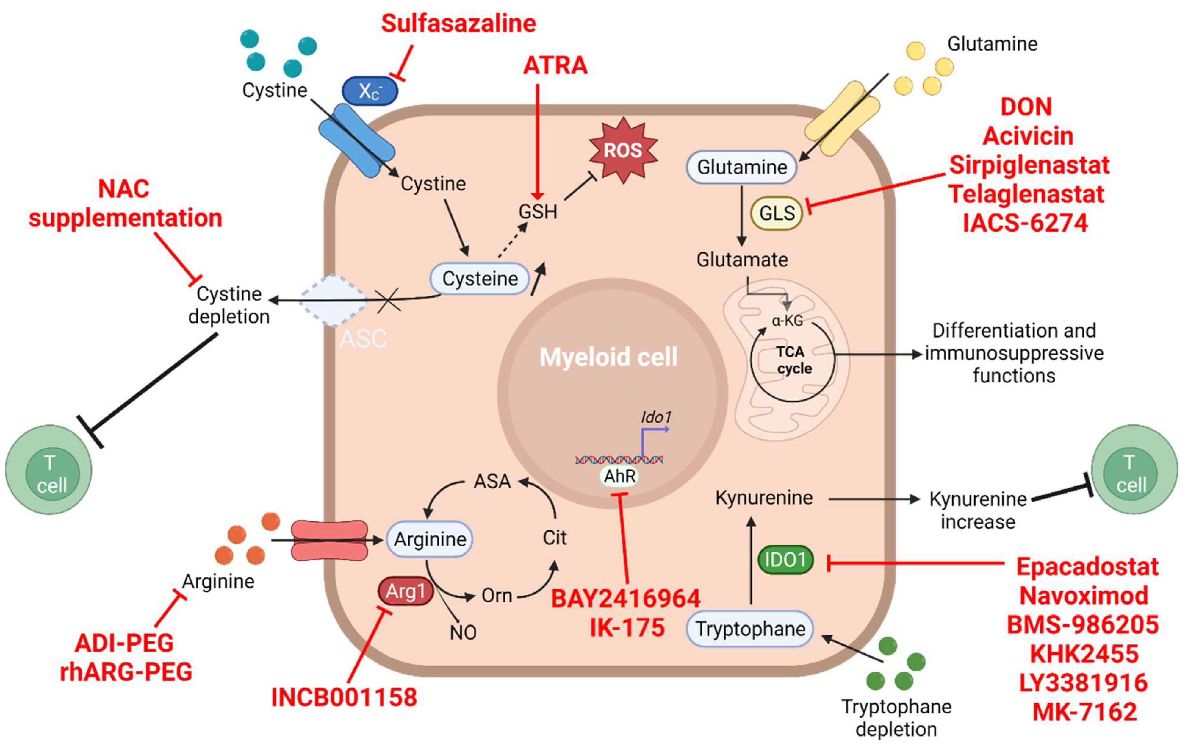 Cells 11 00554 g002 Cells 11 00554 g002