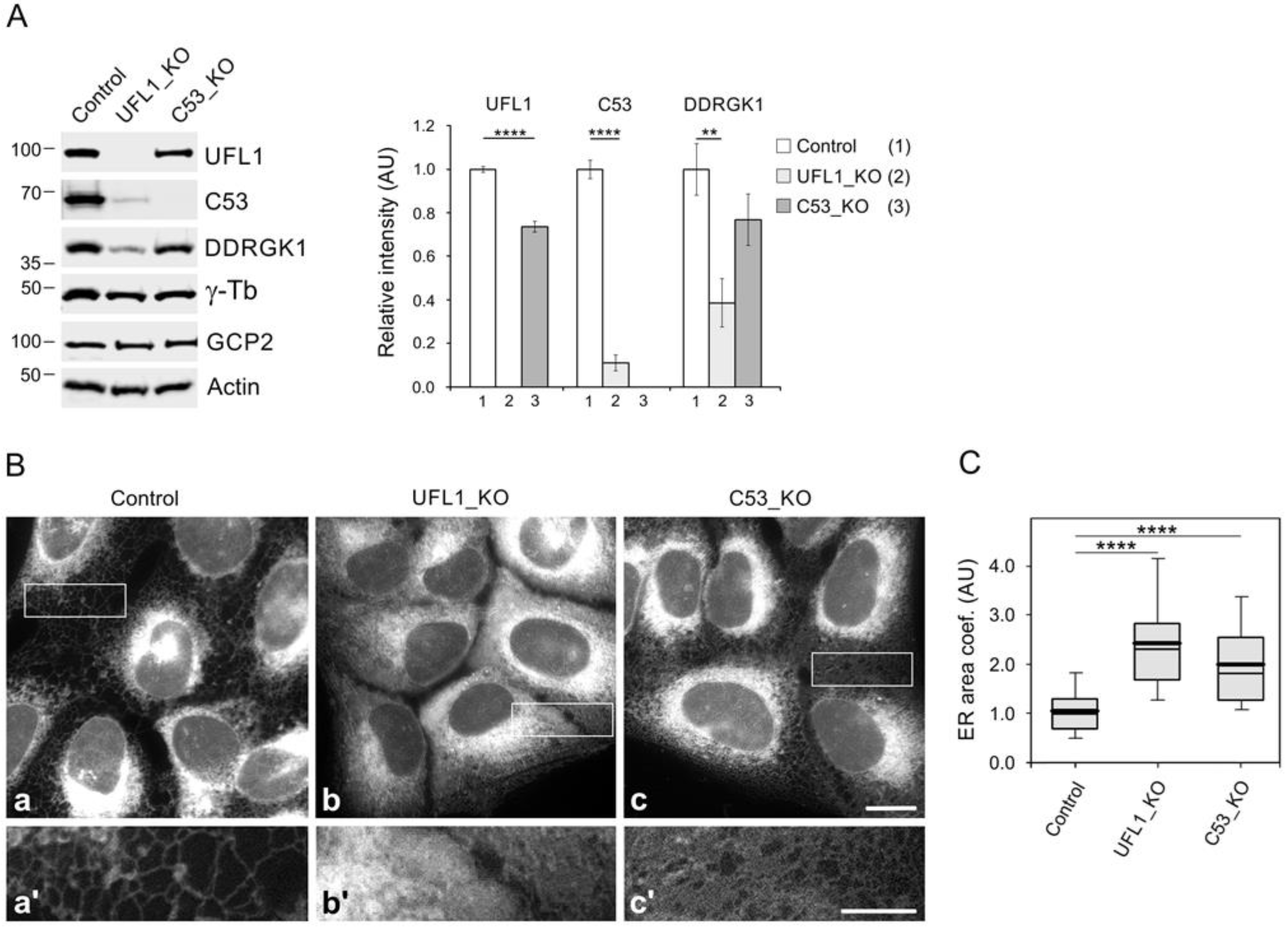Cells 11 00555 g003 Cells 11 00555 g003