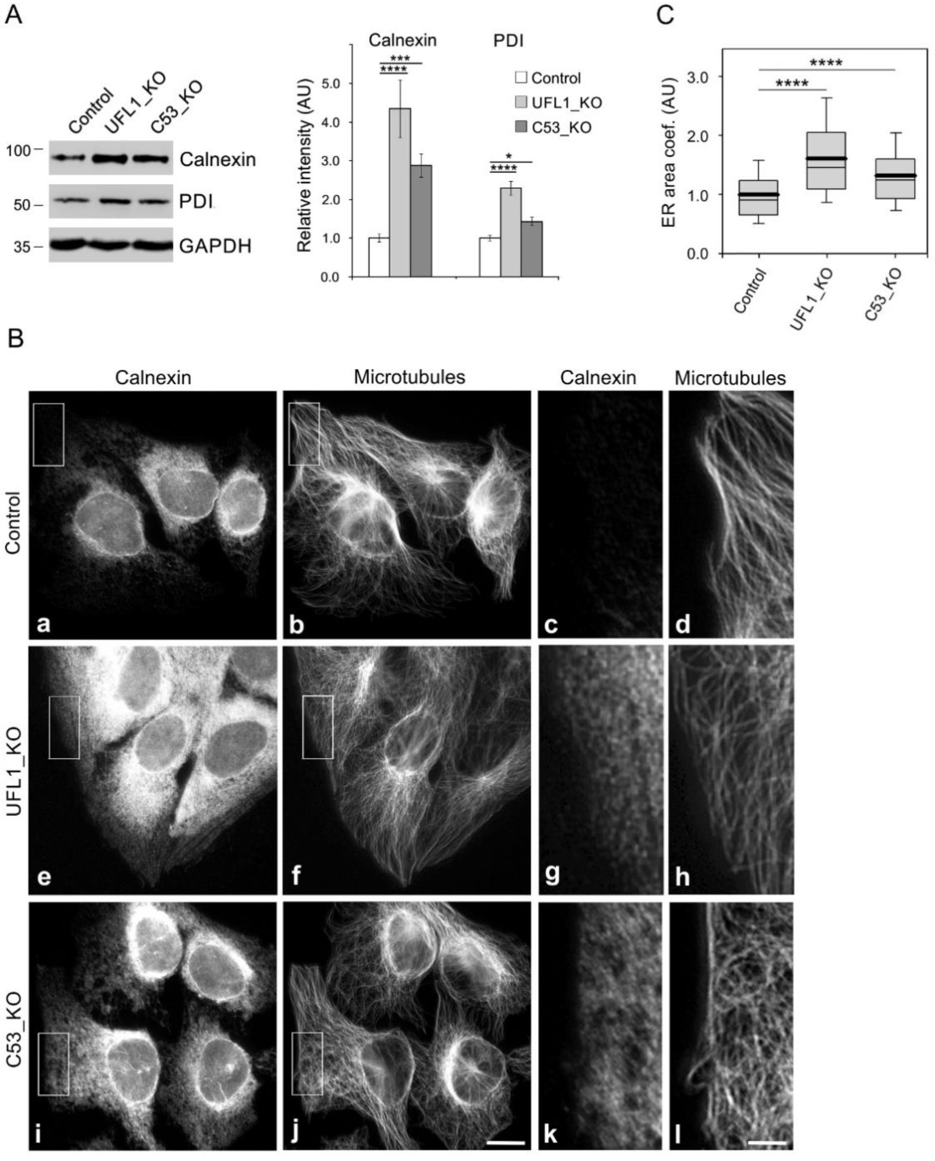 Cells 11 00555 g005 Cells 11 00555 g005