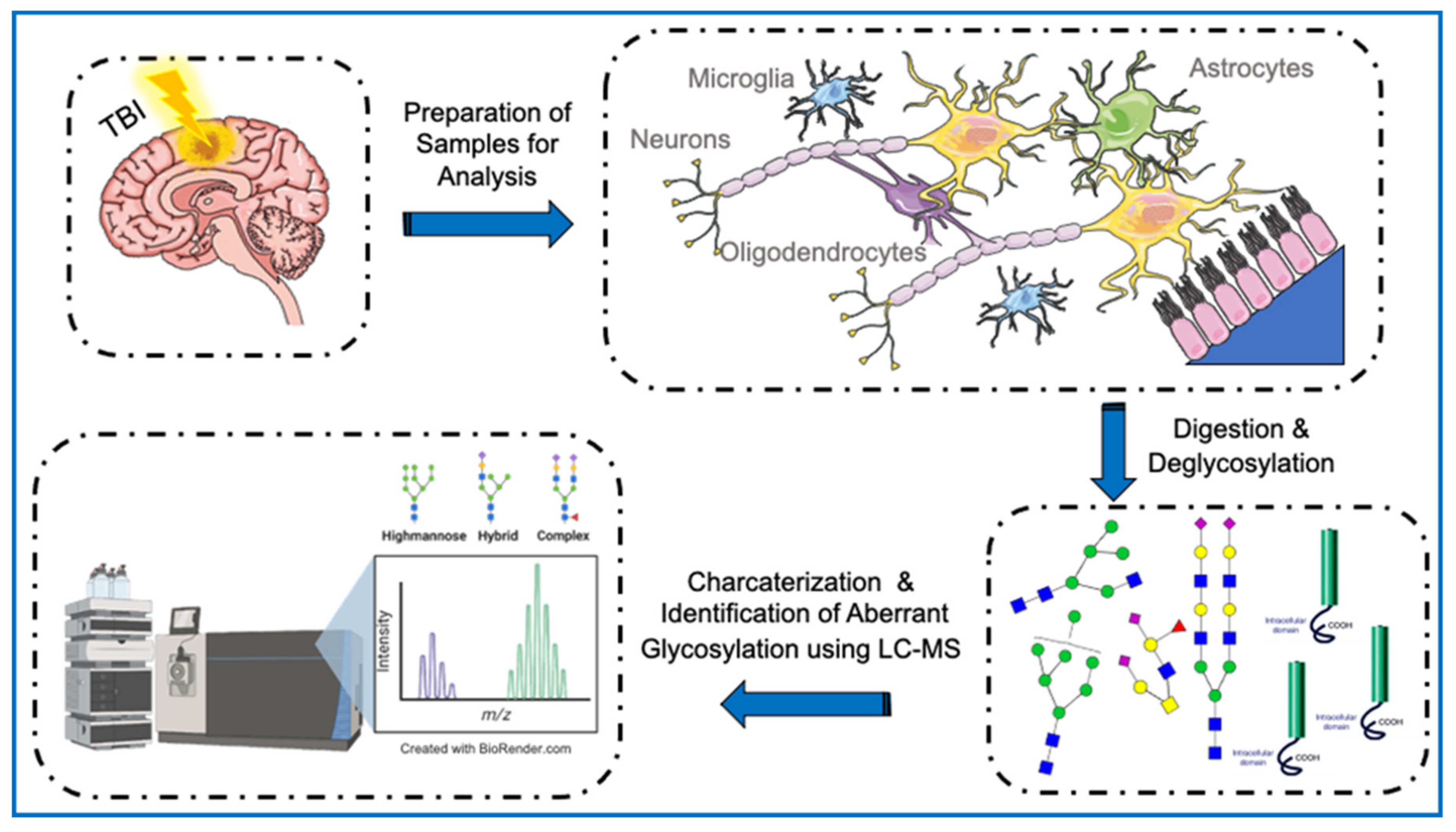 Cells | Free Full-Text | Glycomic and Glycoproteomic Techniques in  Neurodegenerative Disorders and Neurotrauma: Towards Personalized Markers