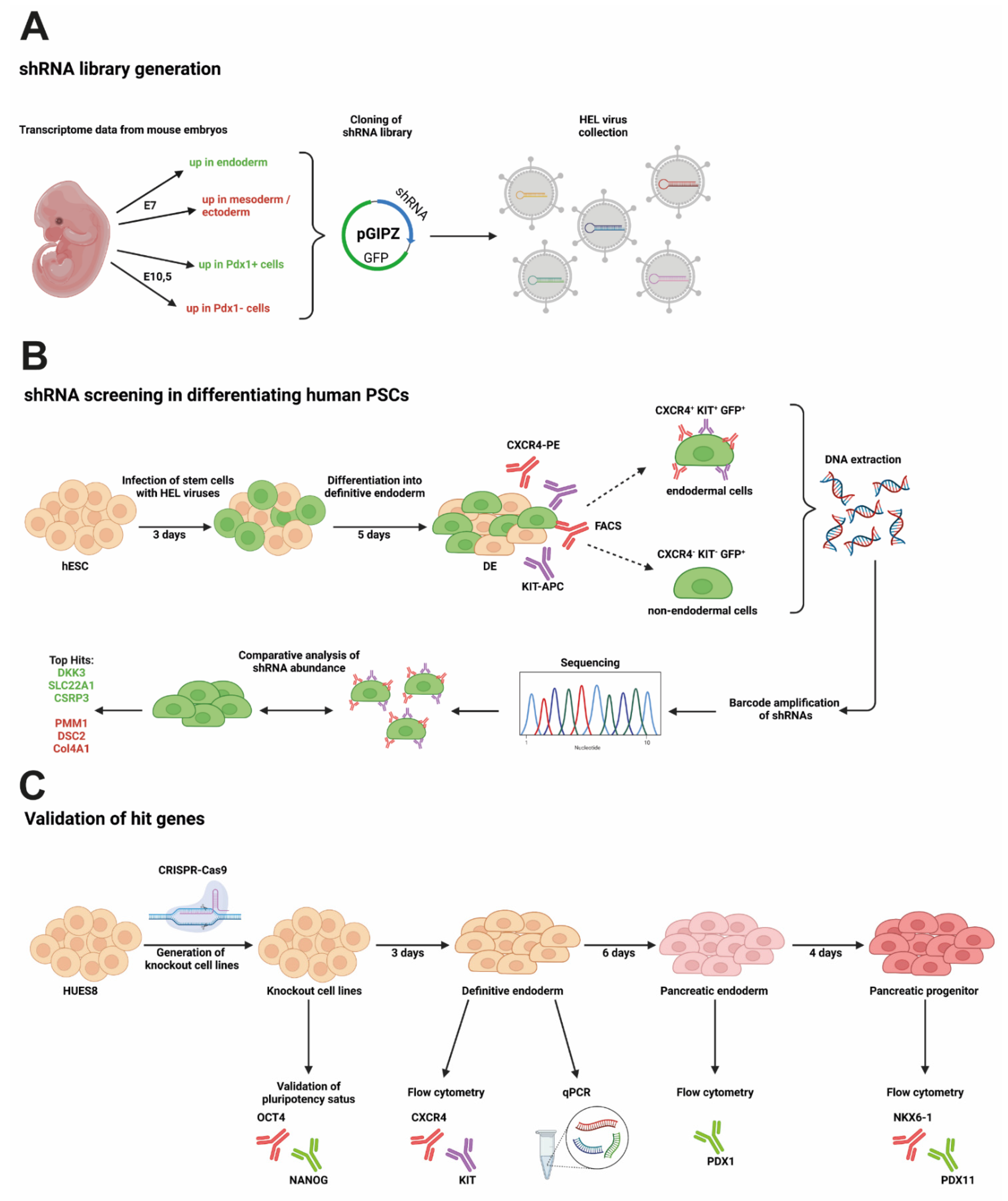 Cells | Free Full-Text | Functional Genomic Screening in Human Pluripotent  Stem Cells Reveals New Roadblocks in Early Pancreatic Endoderm Formation