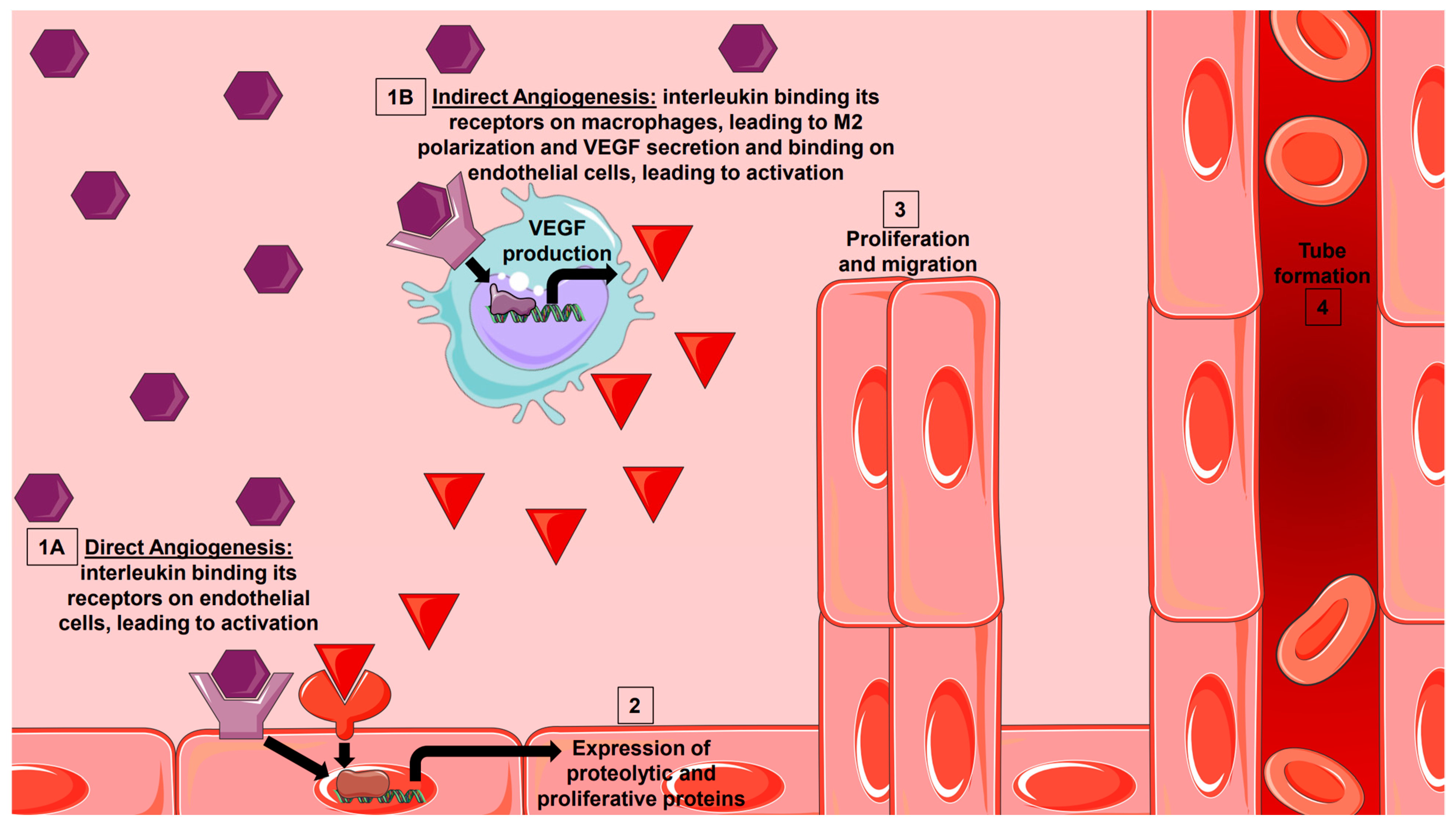 Cells | Free Full-Text | Challenging the Paradigm: Anti-Inflammatory ...