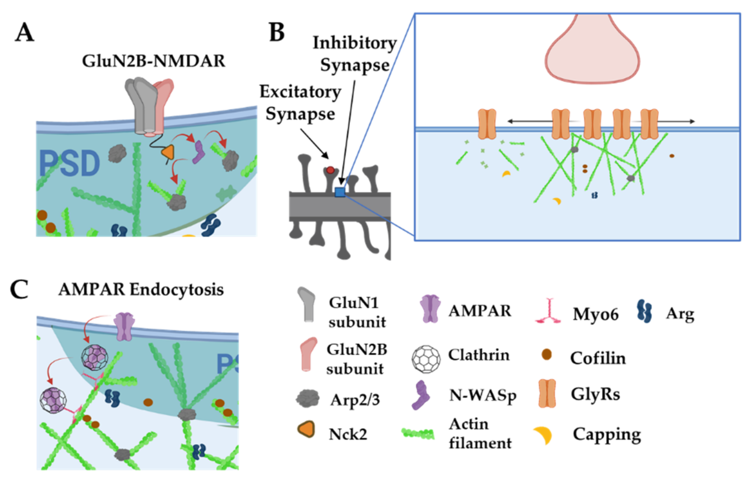 Cells 11 00603 g007 Cells 11 00603 g007