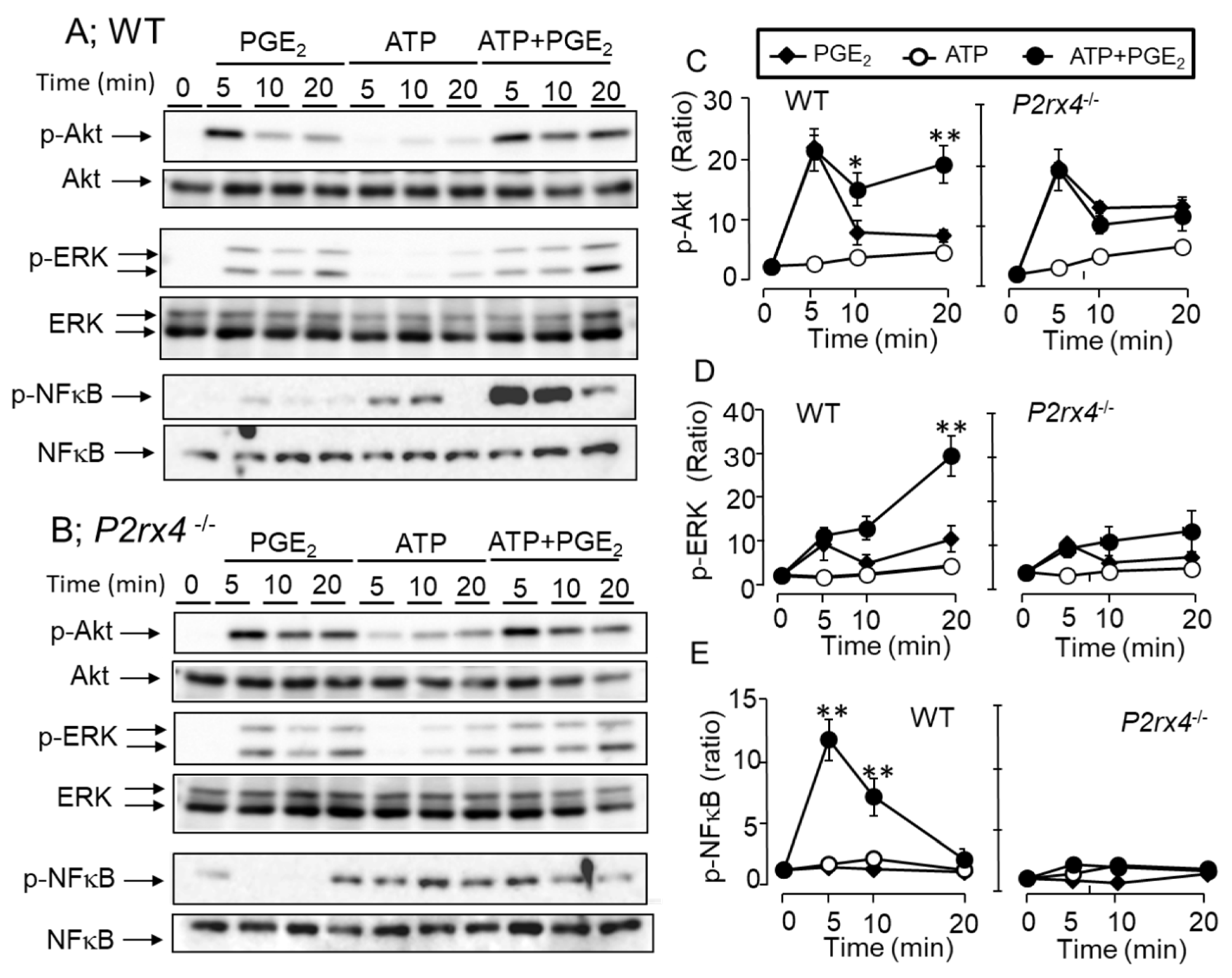 Cells 11 00616 g009 Cells 11 00616 g009