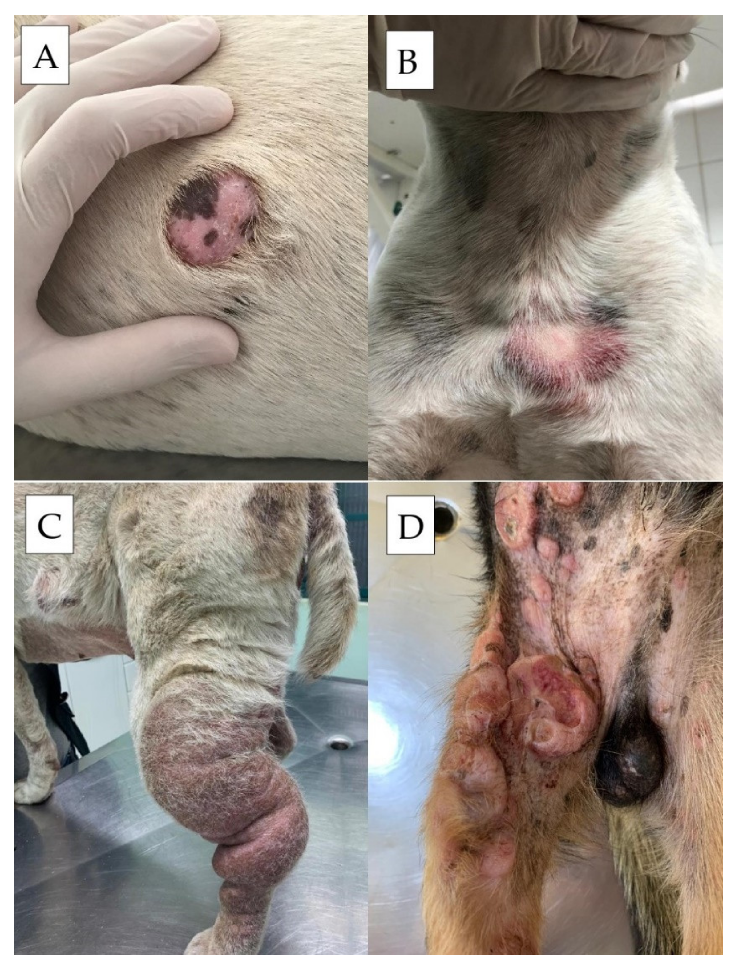 Cells | Free Full-Text | Diagnosis, Prognosis and Treatment of Canine  Cutaneous and Subcutaneous Mast Cell Tumors