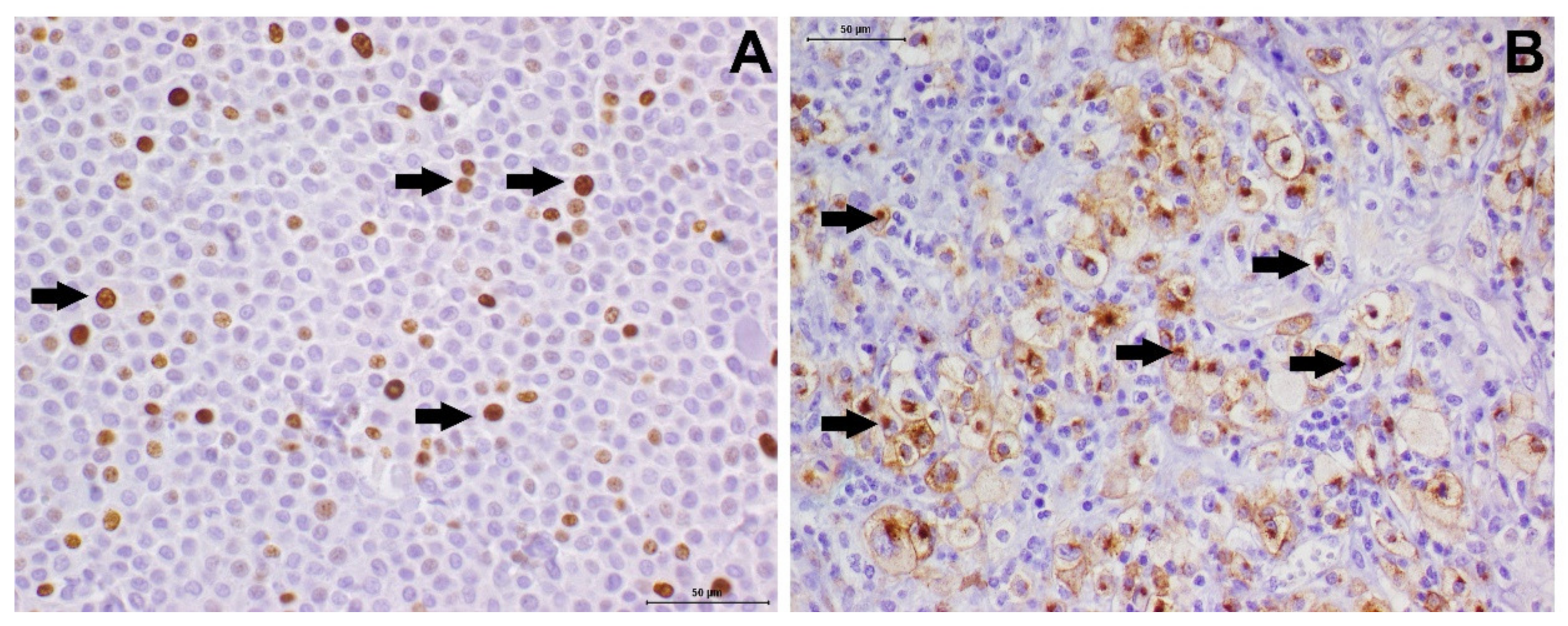 Cells | Free Full-Text | Diagnosis, Prognosis and Treatment of Canine  Cutaneous and Subcutaneous Mast Cell Tumors | HTML